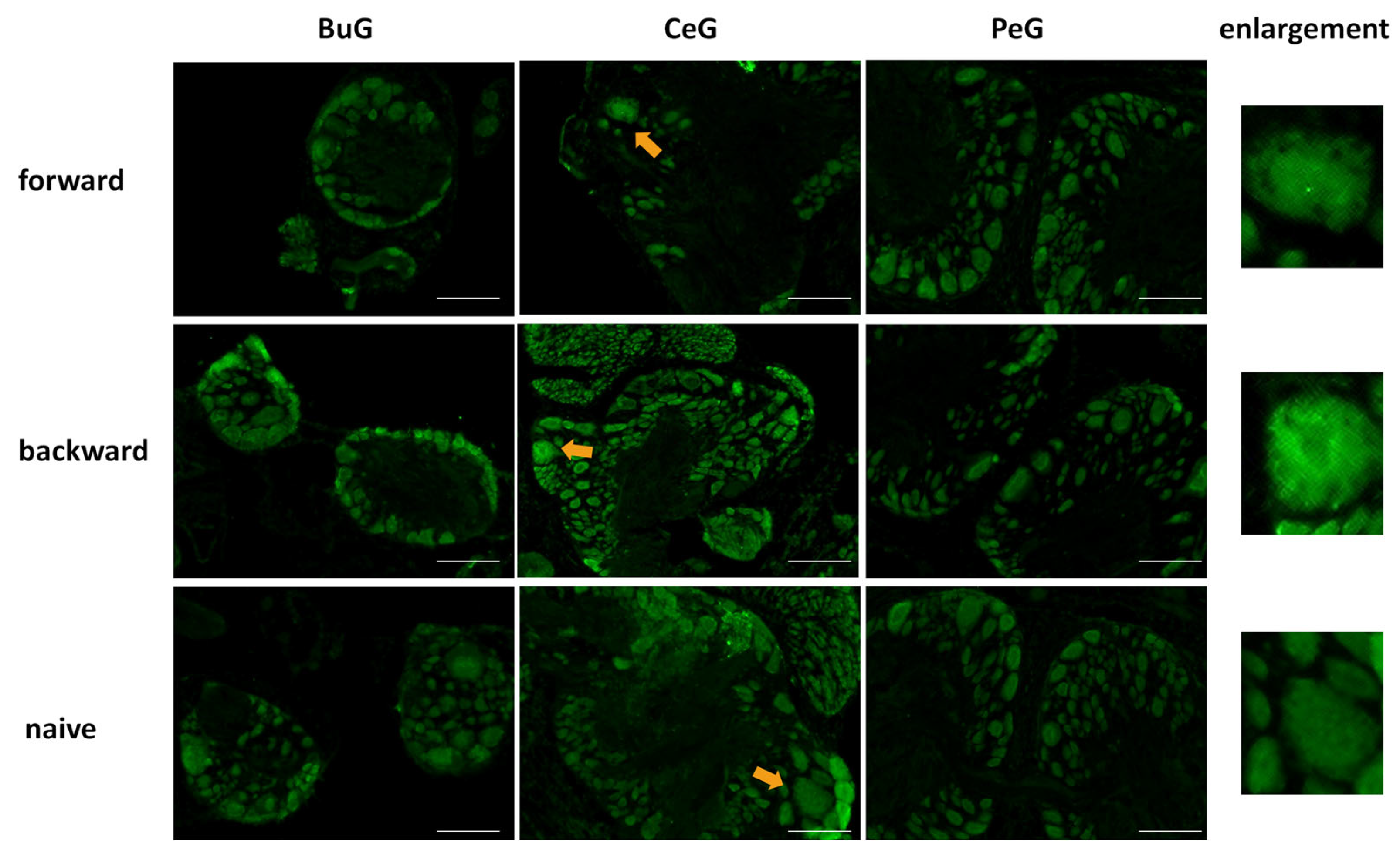 Biology 12 01201 g008