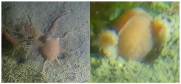 Biology 12 01204 i002