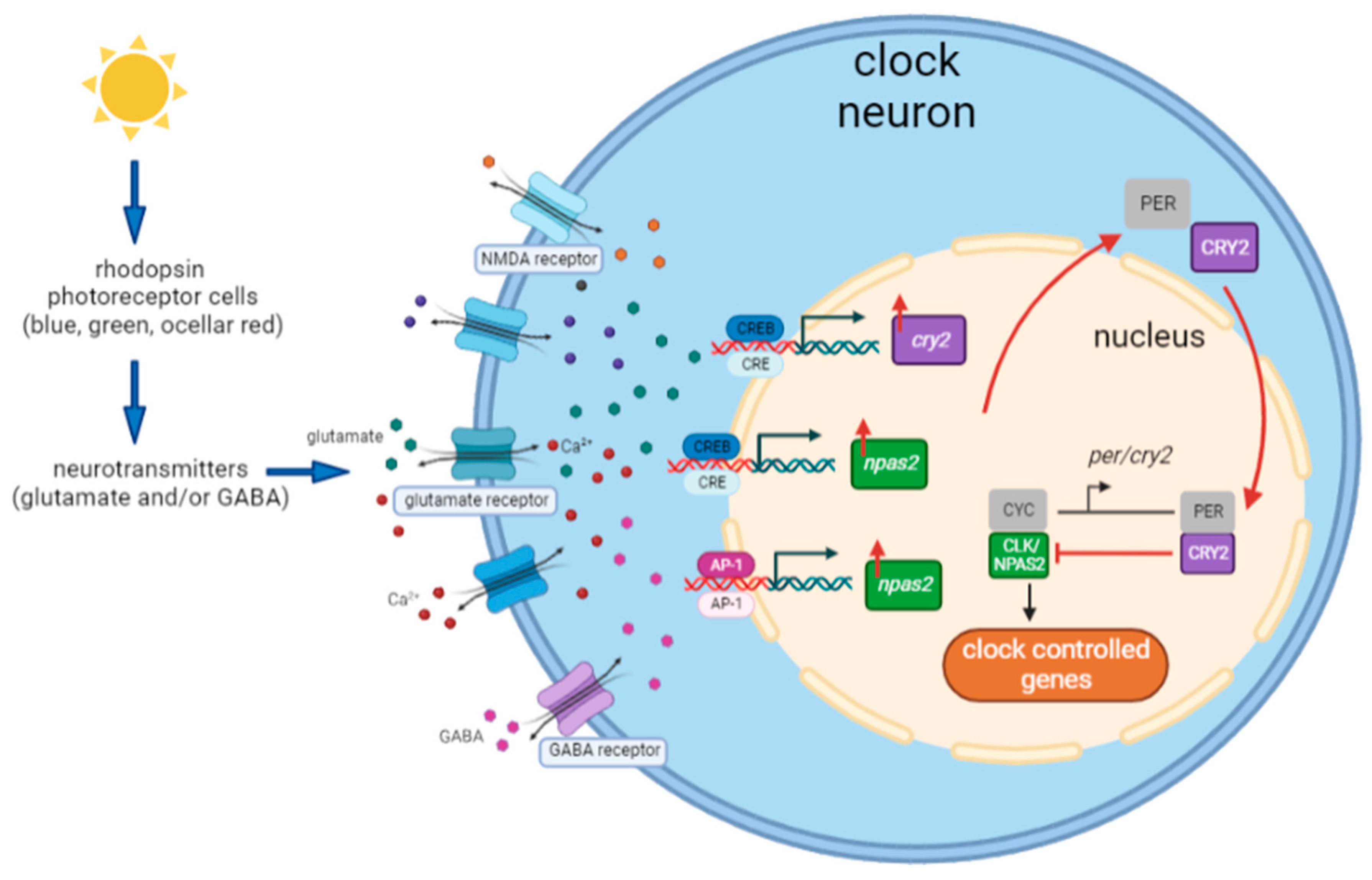 Biology 12 01215 g010