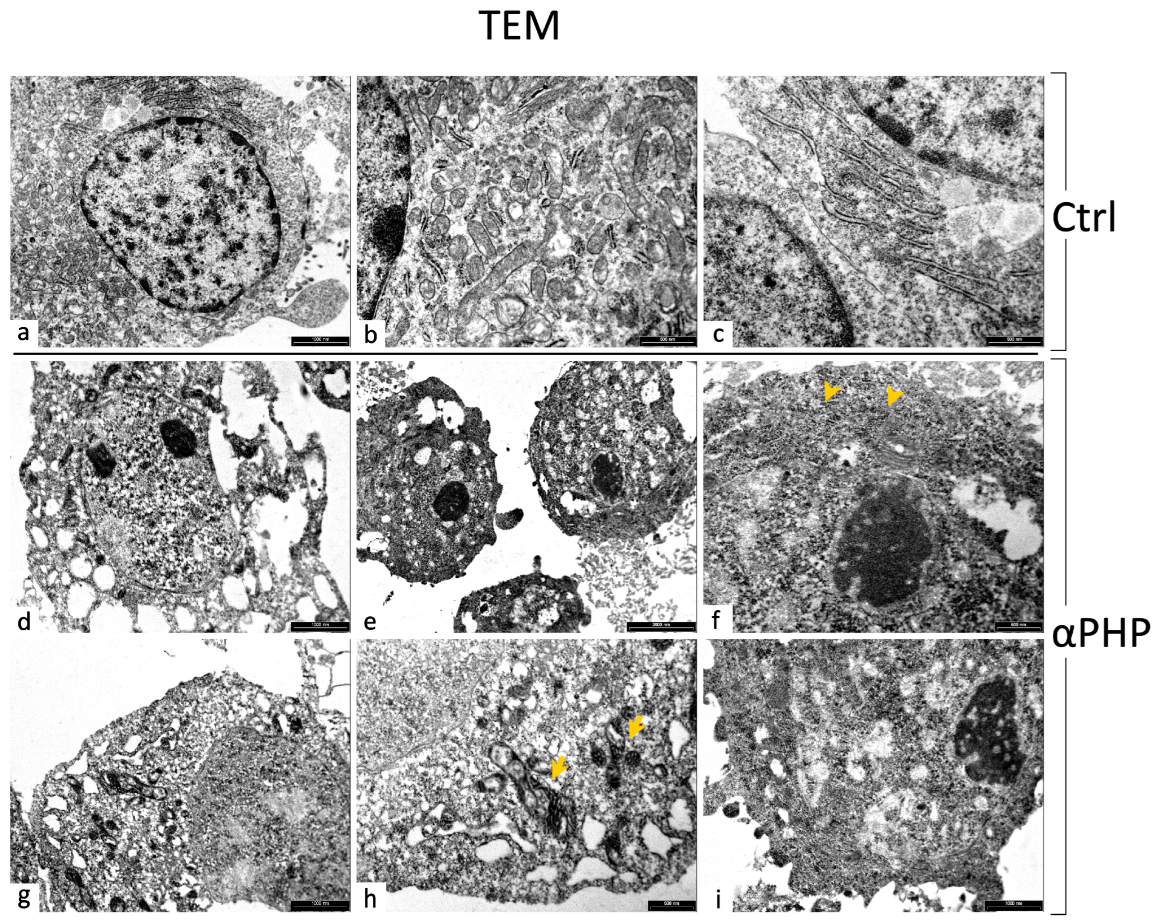 Biology 12 01225 g016