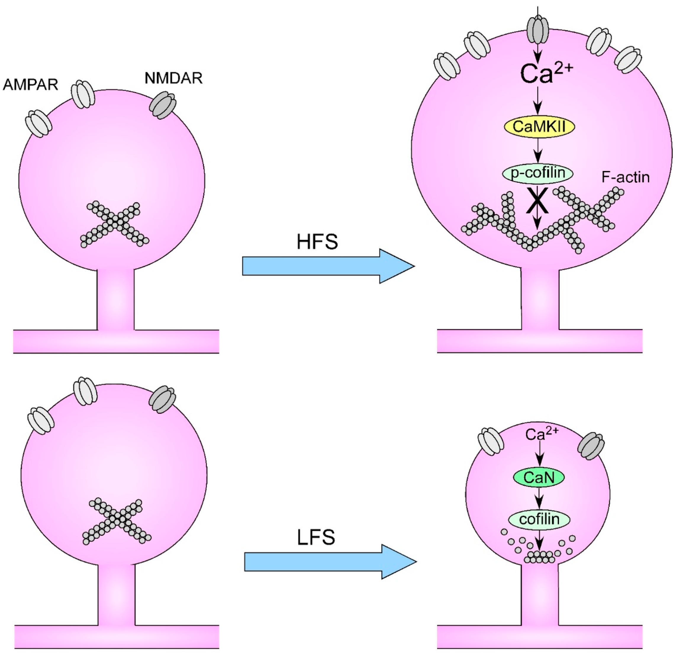Biology 12 01241 g001