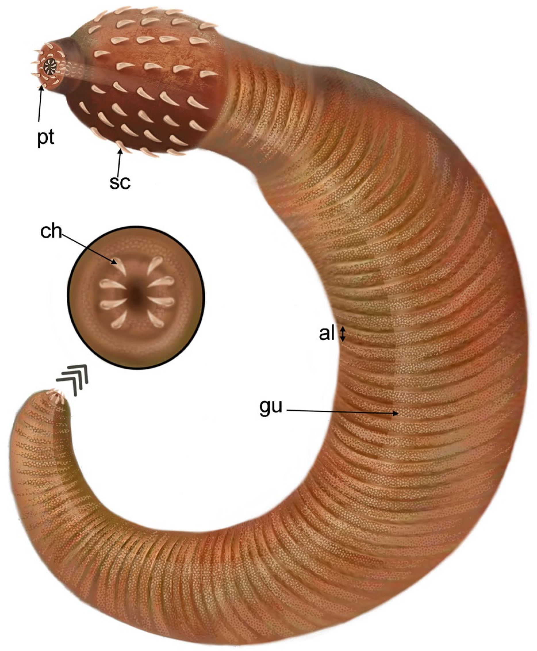 Biology 12 01242 g004