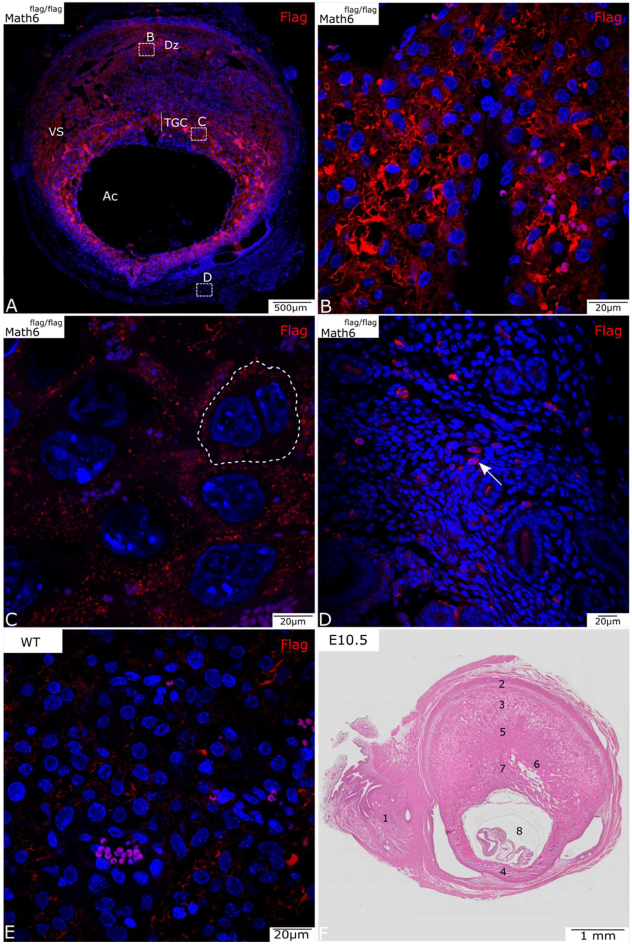 Biology 12 01252 g001