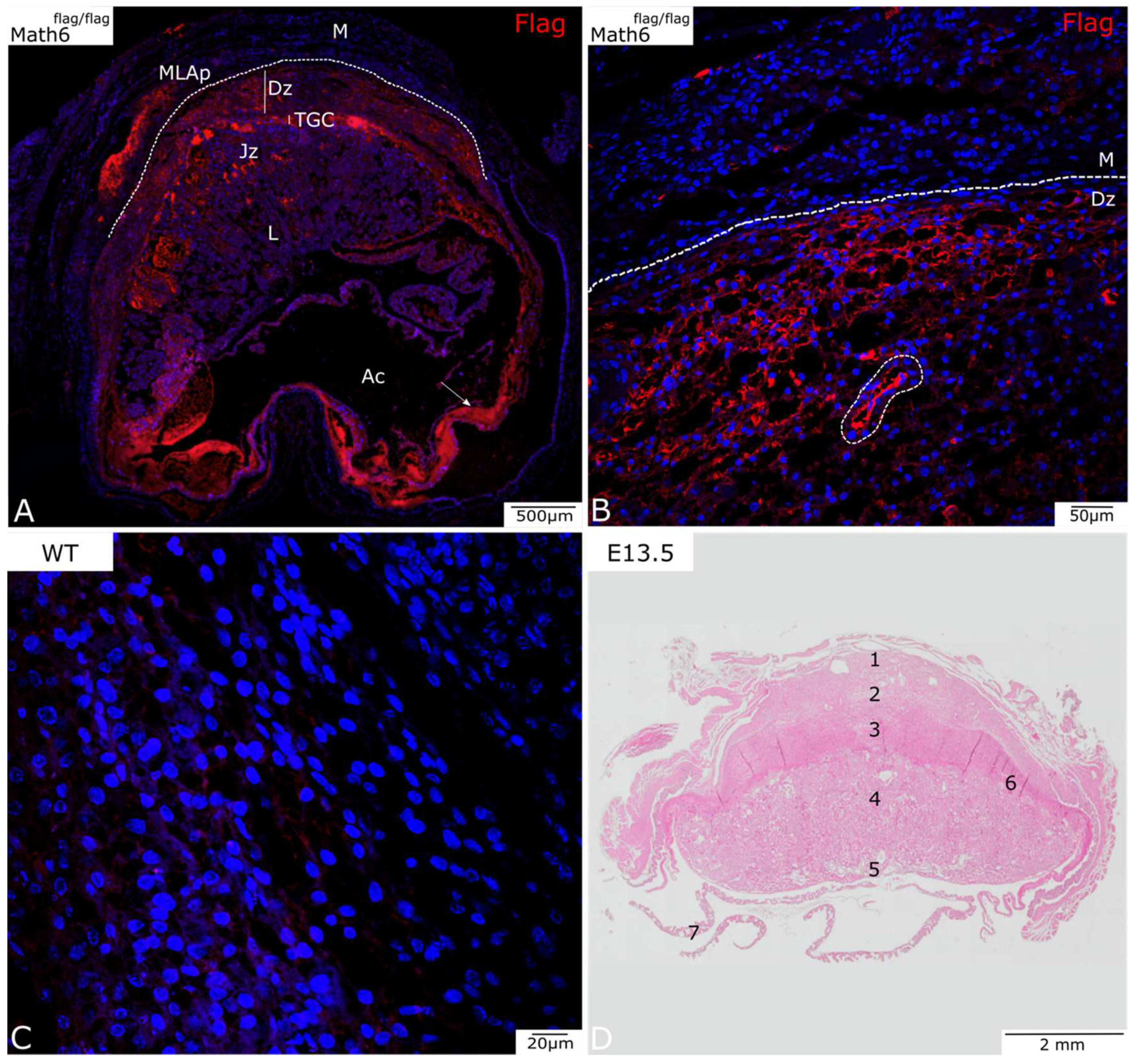 Biology 12 01252 g002