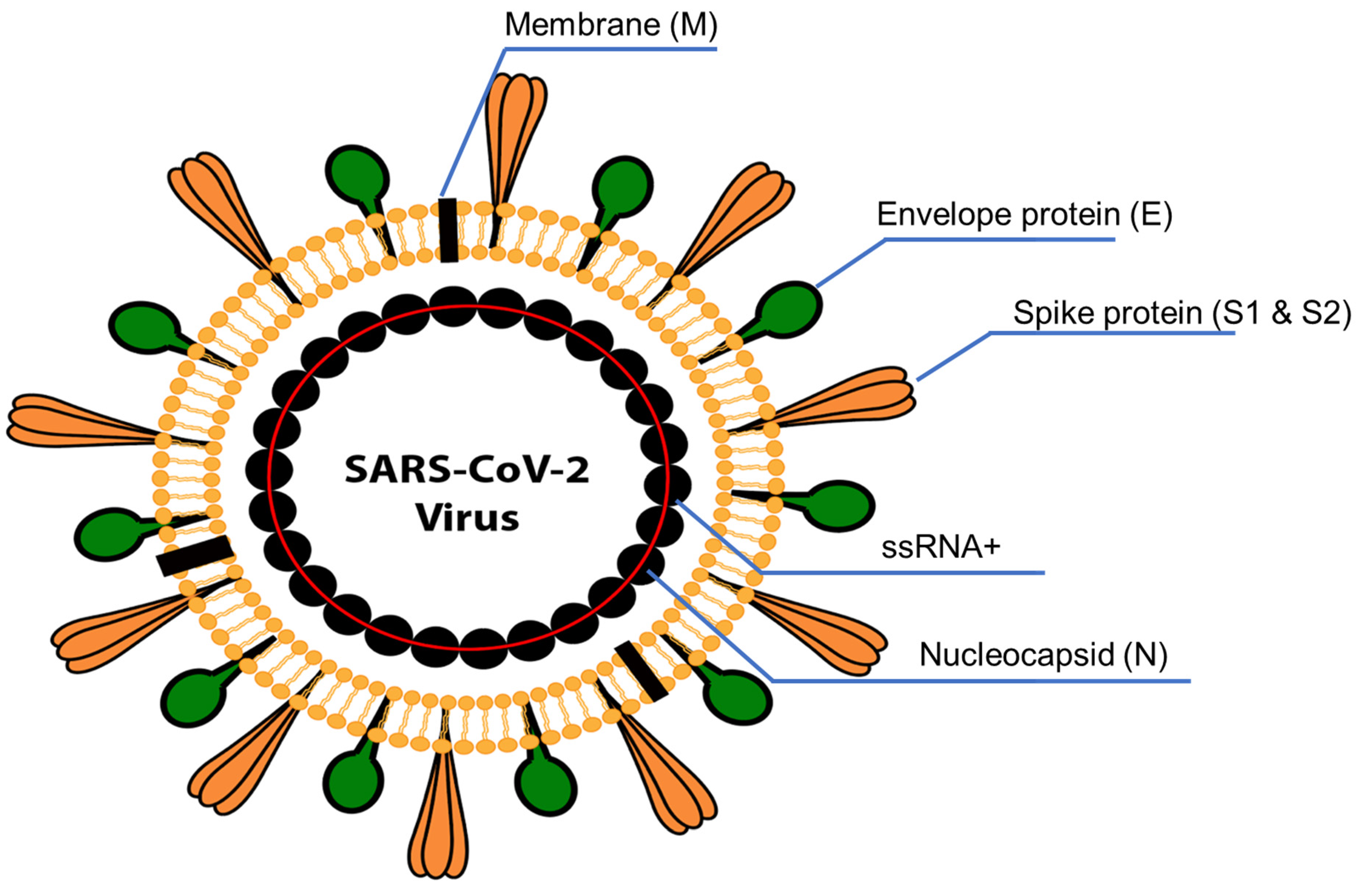 Biology 12 01267 g001