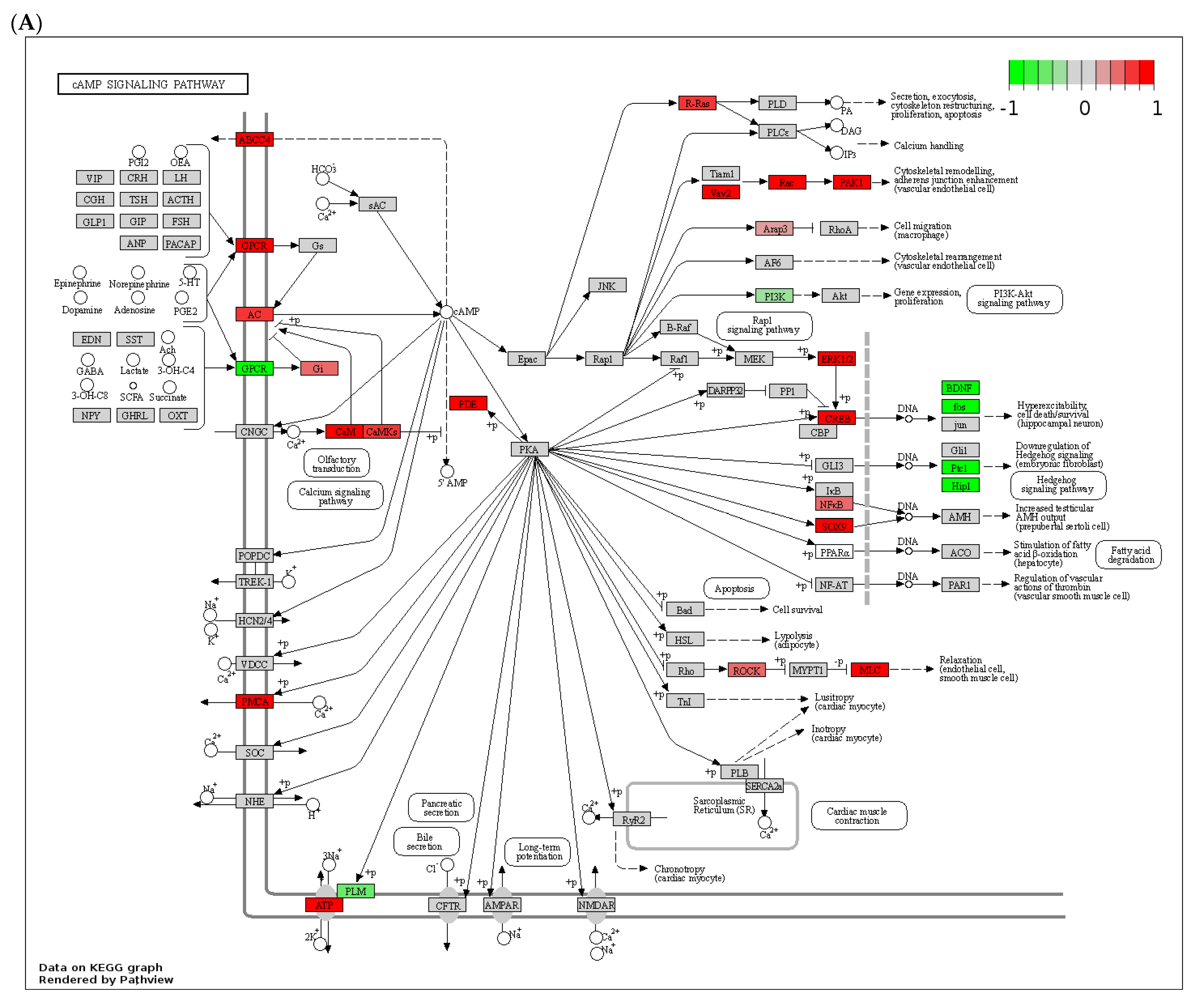Biology 12 01321 g004a Biology 12 01321 g004a