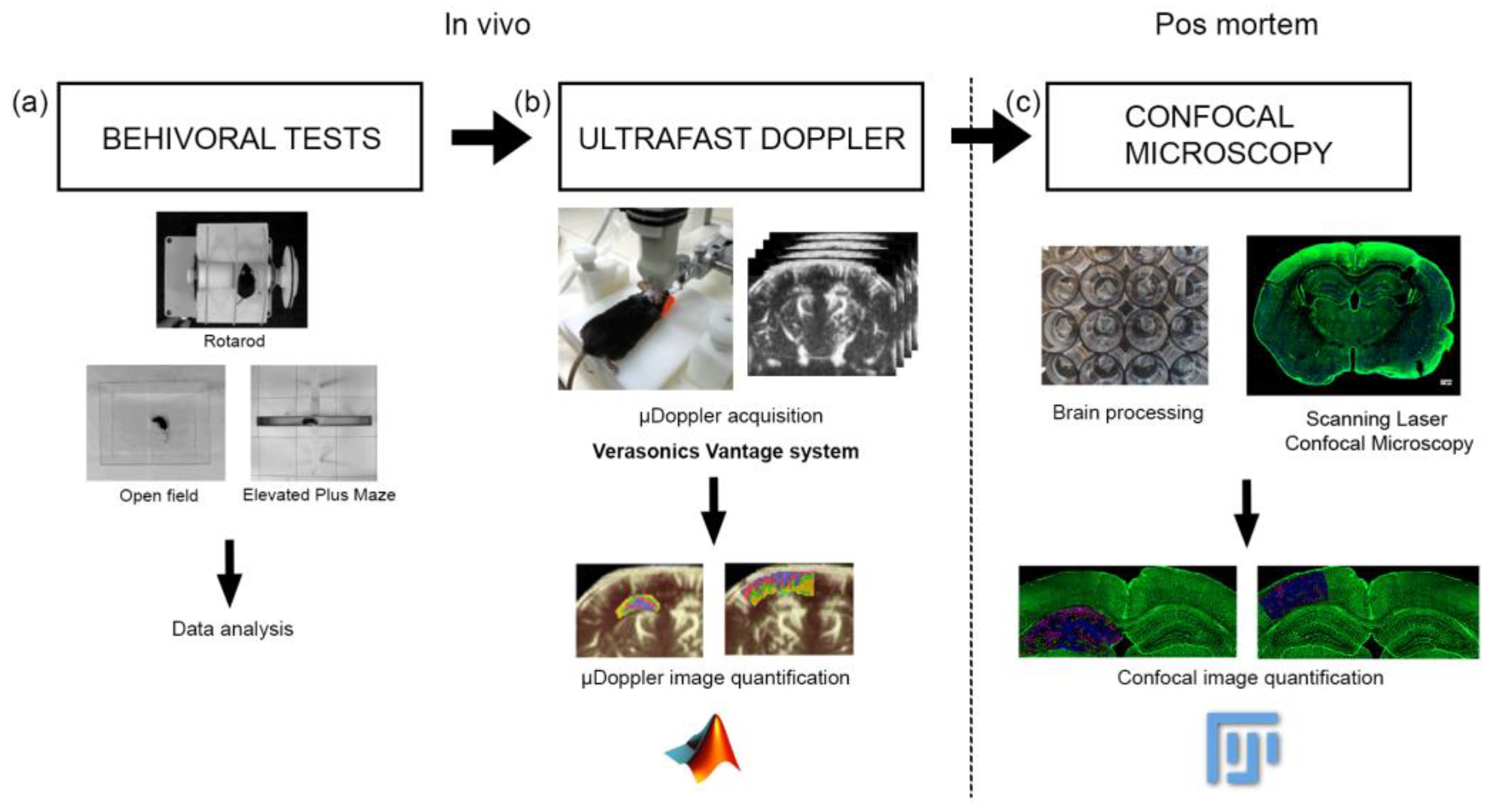 Biology 12 01324 g001