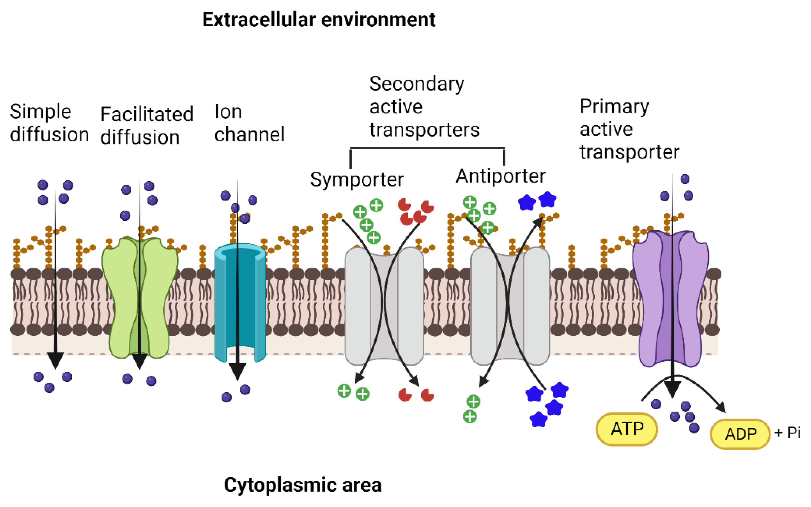 Biology 12 01336 g001