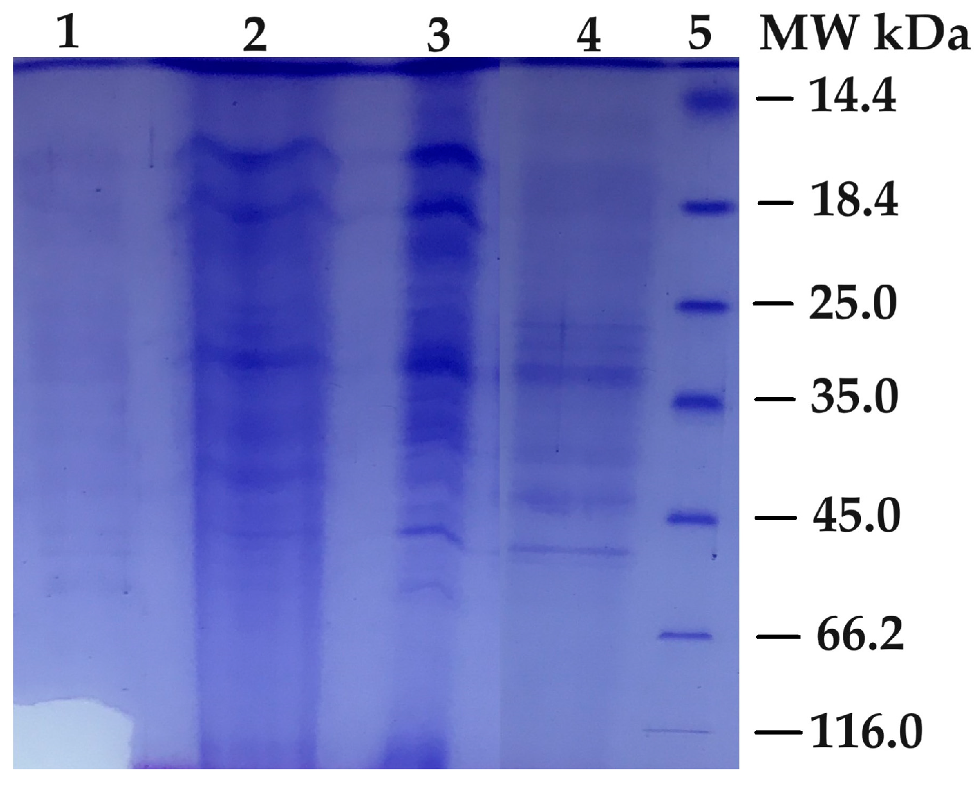 Biology 12 01339 g001