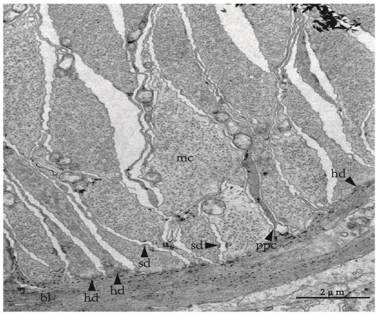 Biology 12 01349 g002