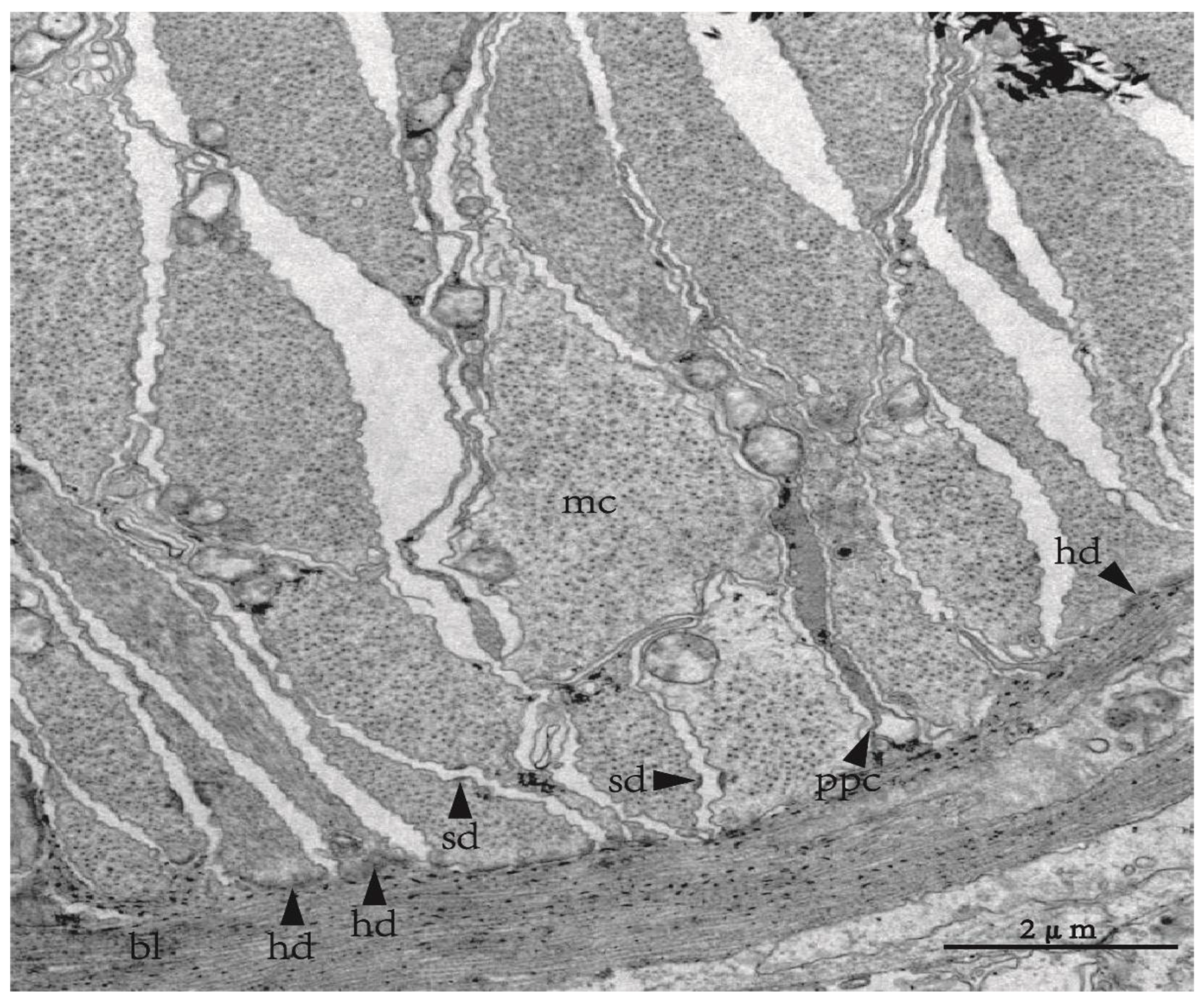 Biology 12 01349 g002 Biology 12 01349 g002