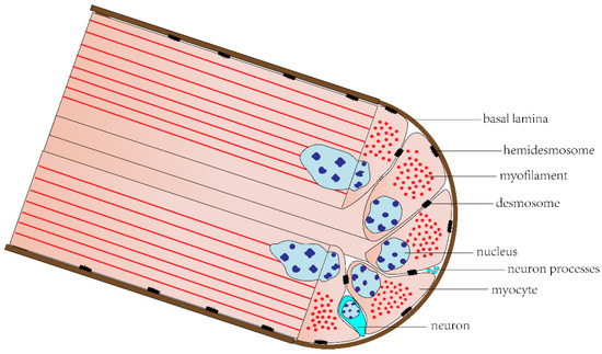 Biology 12 01349 g003