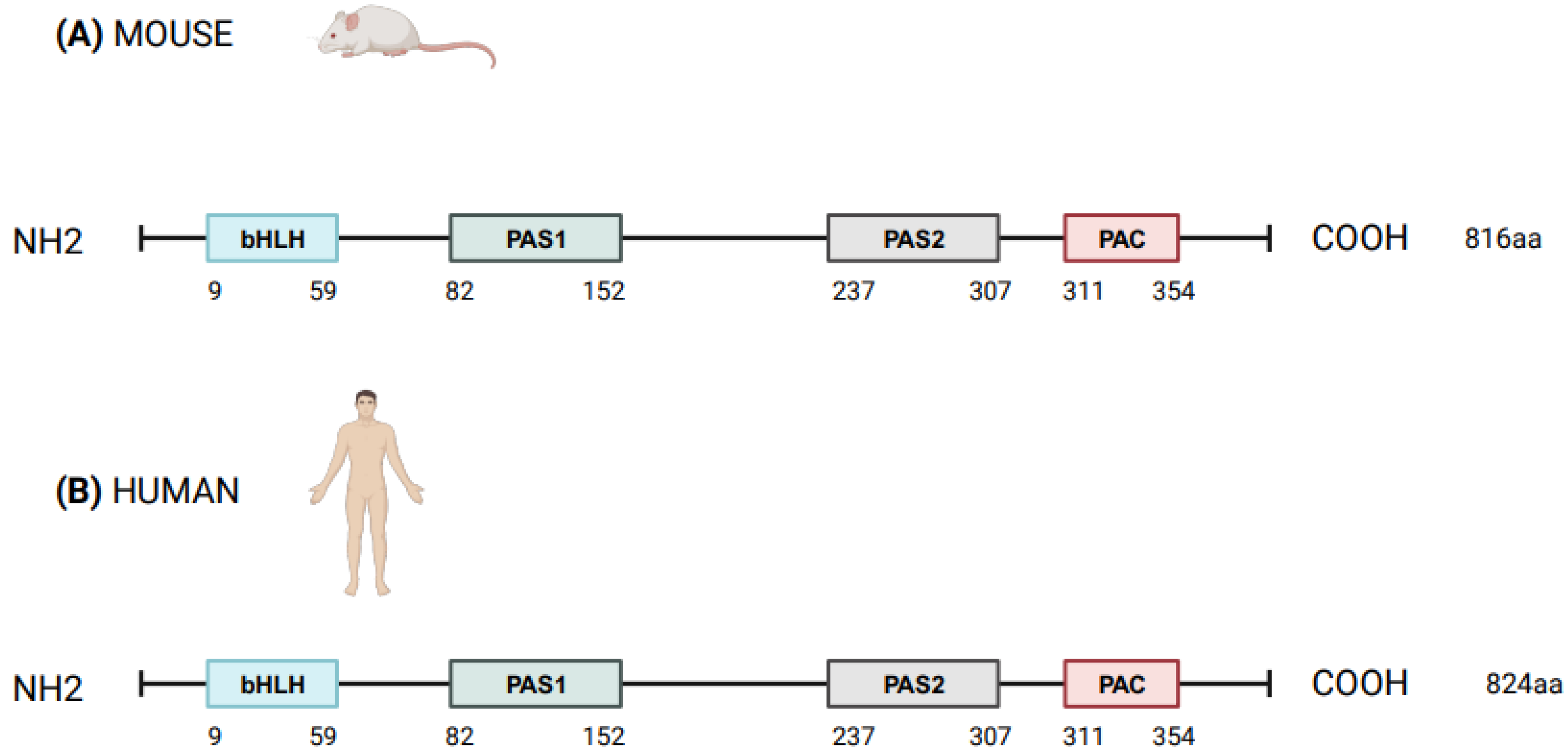 Biology 12 01354 g001 Biology 12 01354 g001