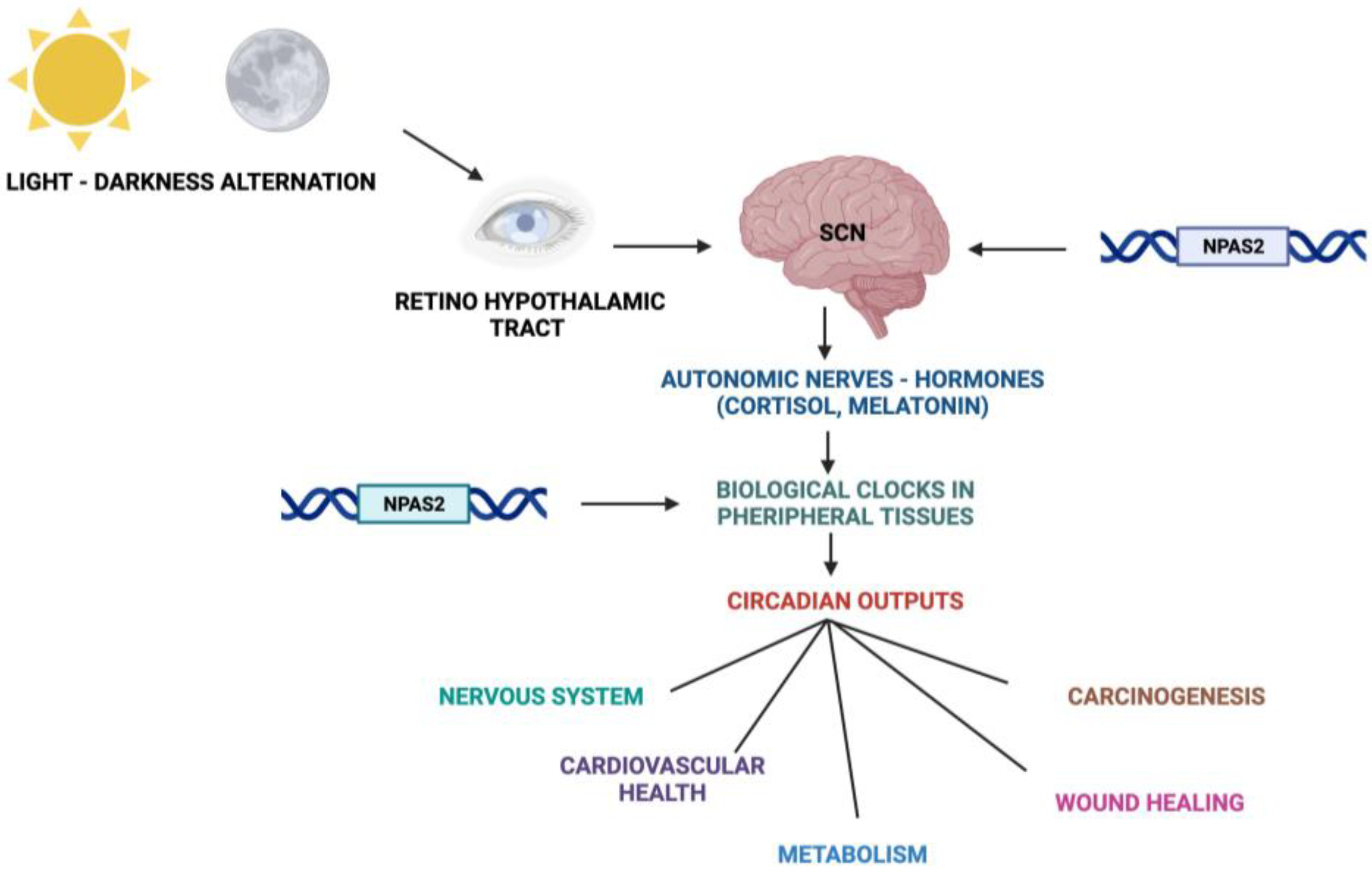 Biology 12 01354 g002 Biology 12 01354 g002