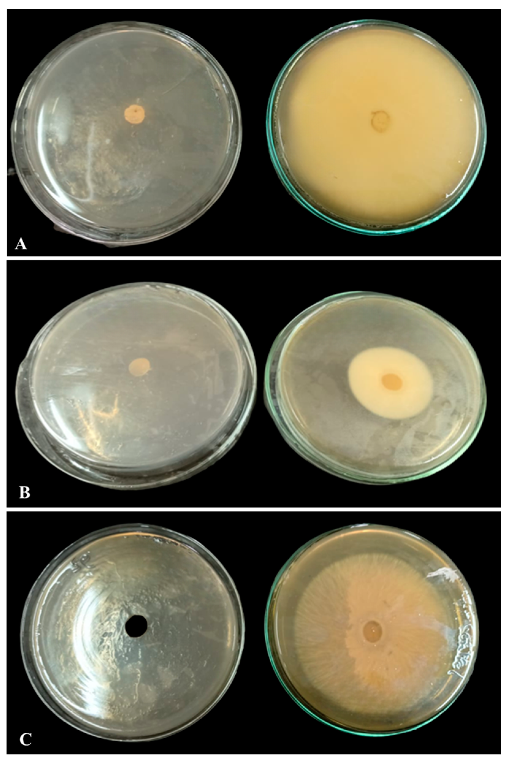 Biology 12 01361 g013