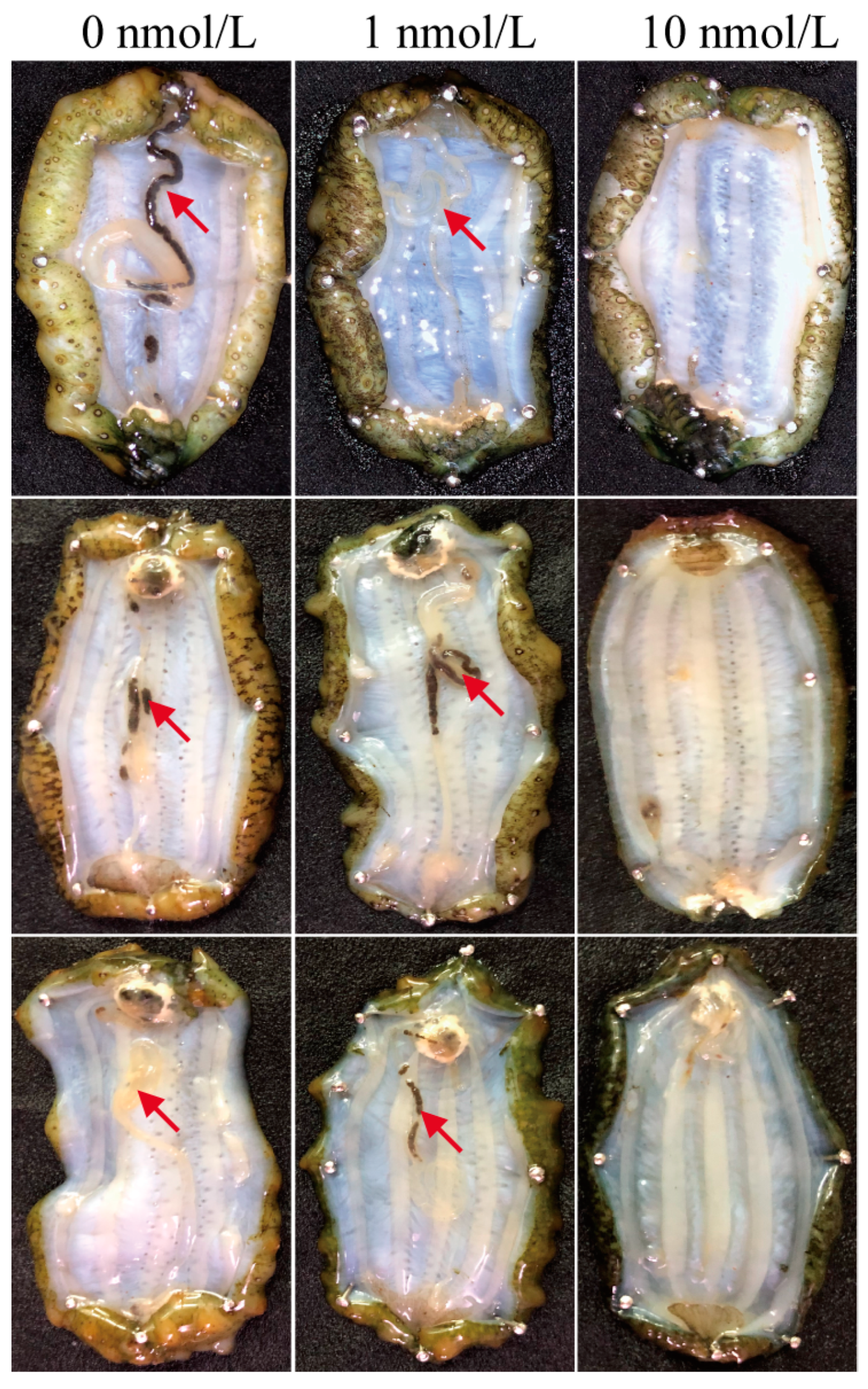 Biology 12 01365 g001