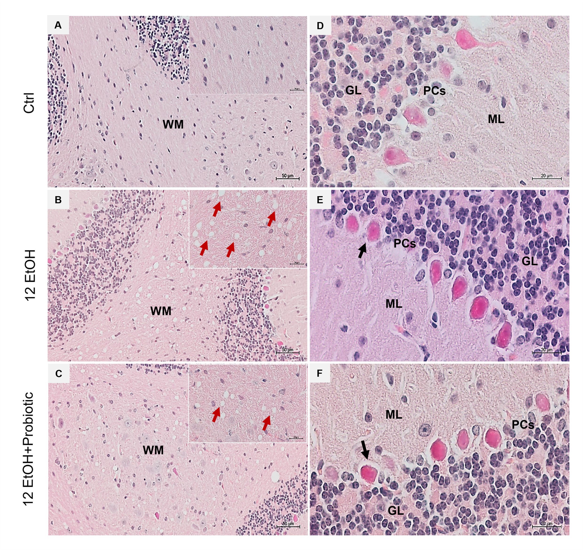 Biology 12 01394 g008