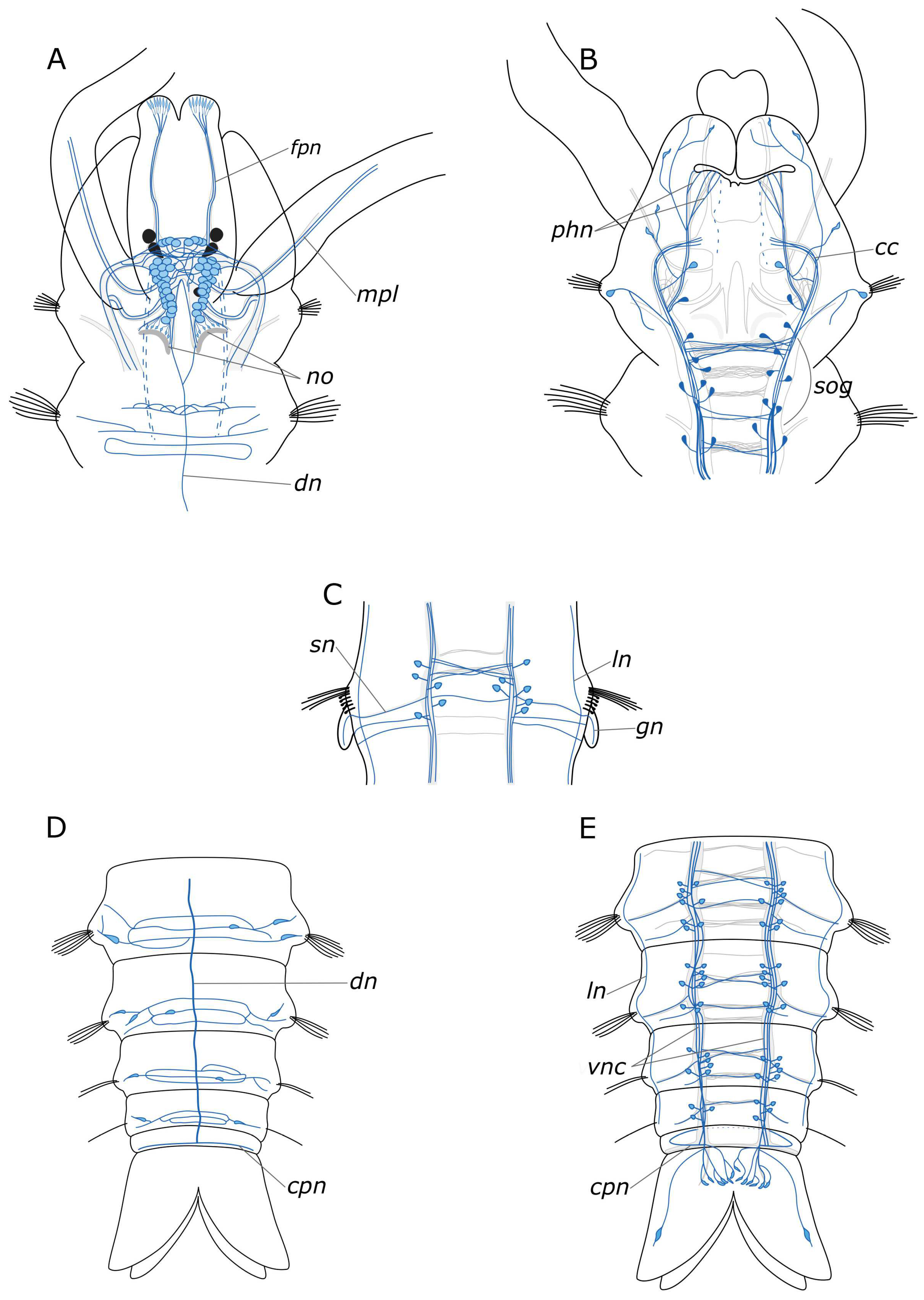Biology 12 01412 g015