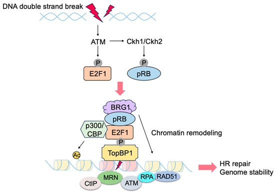 Biology 12 01511 g012