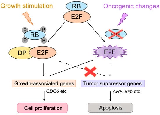 Biology 12 01511 g013