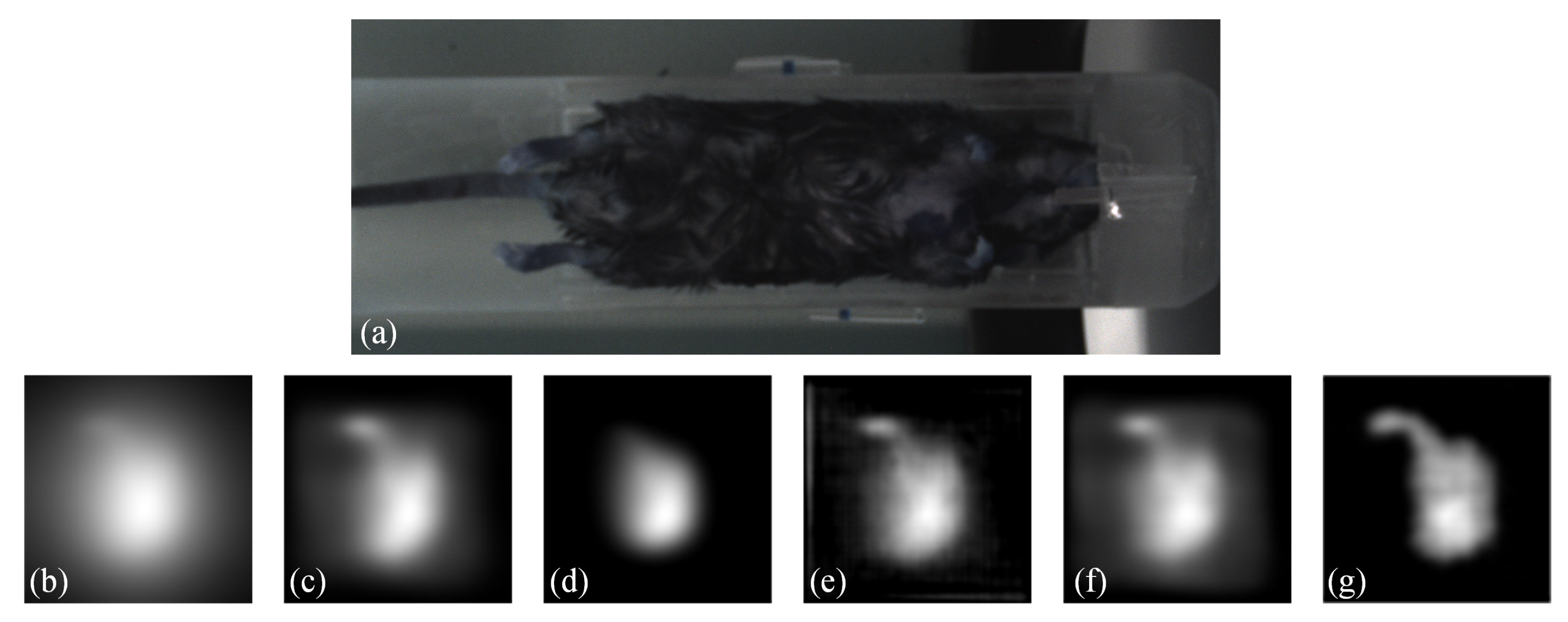 Biology 13 00002 g009