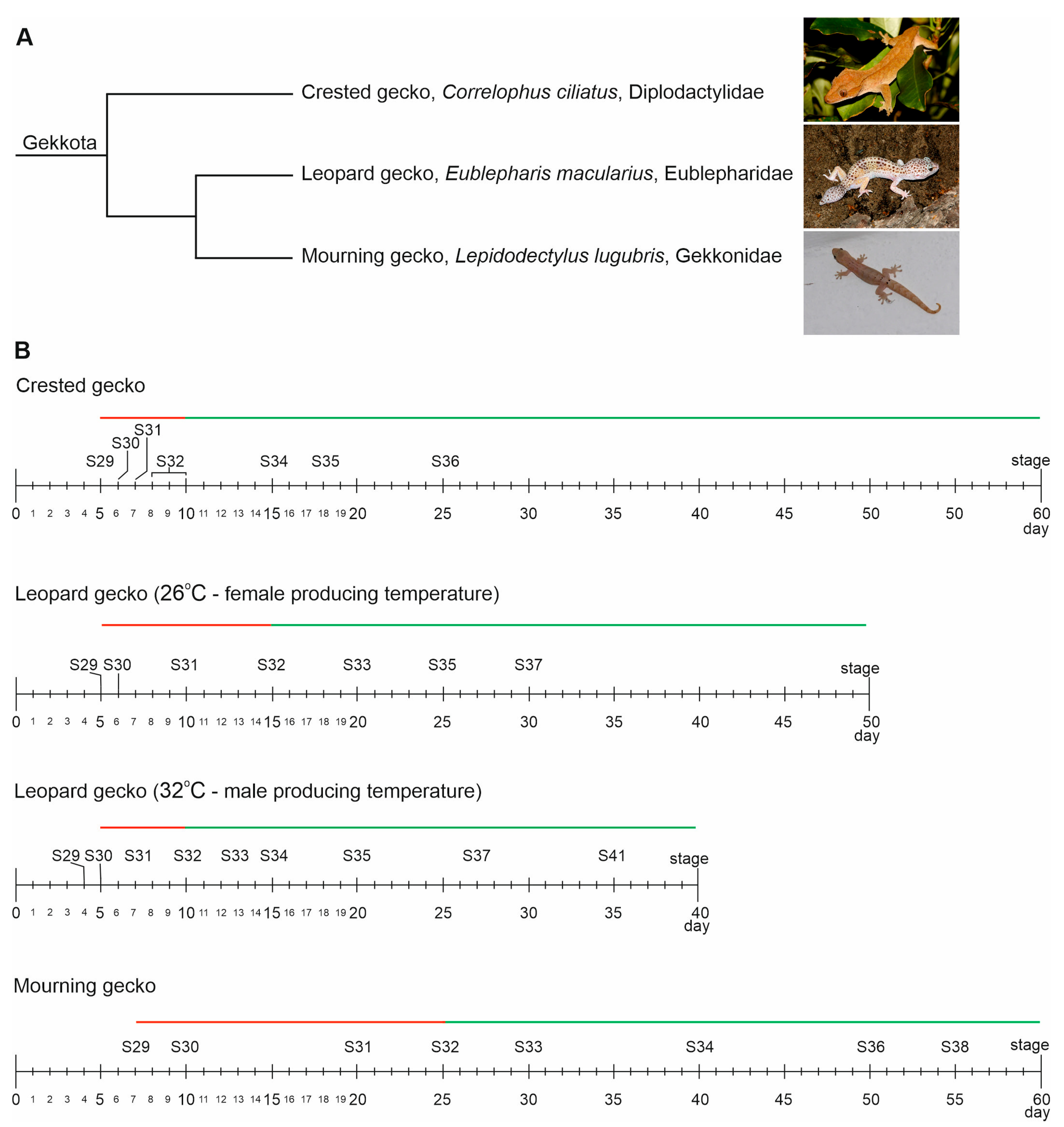 Biology 13 00007 g001