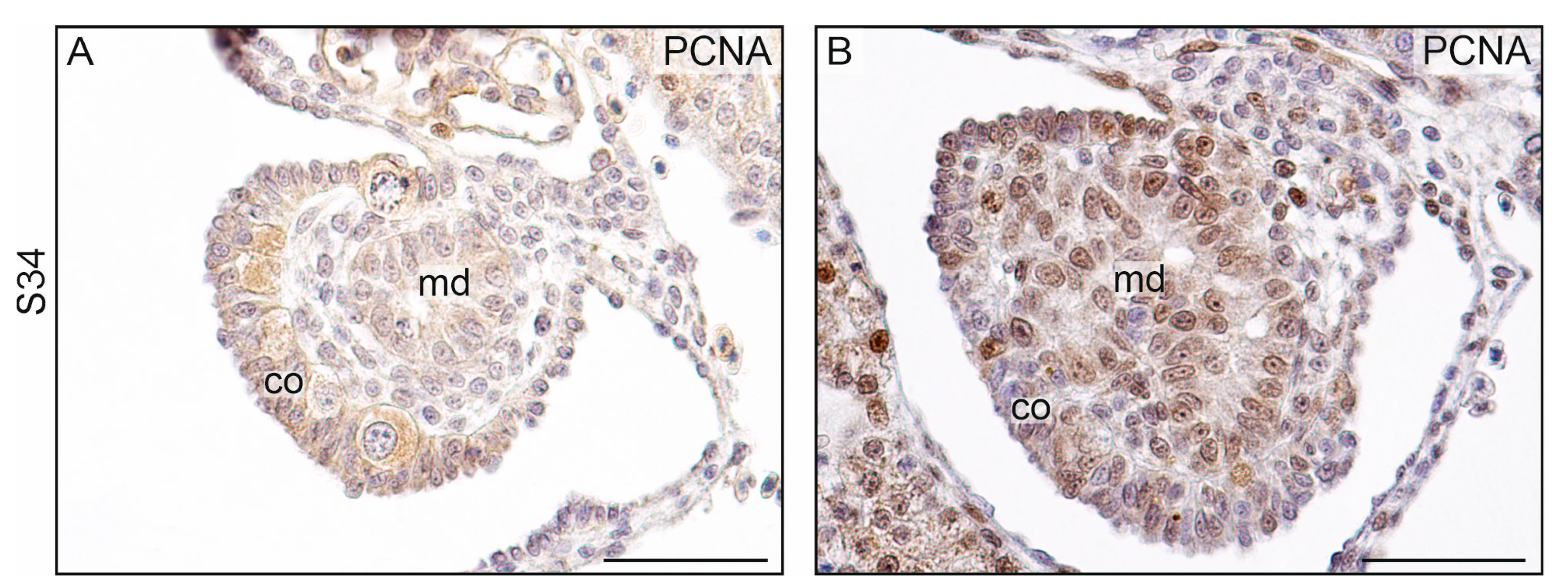 Biology 13 00007 g008