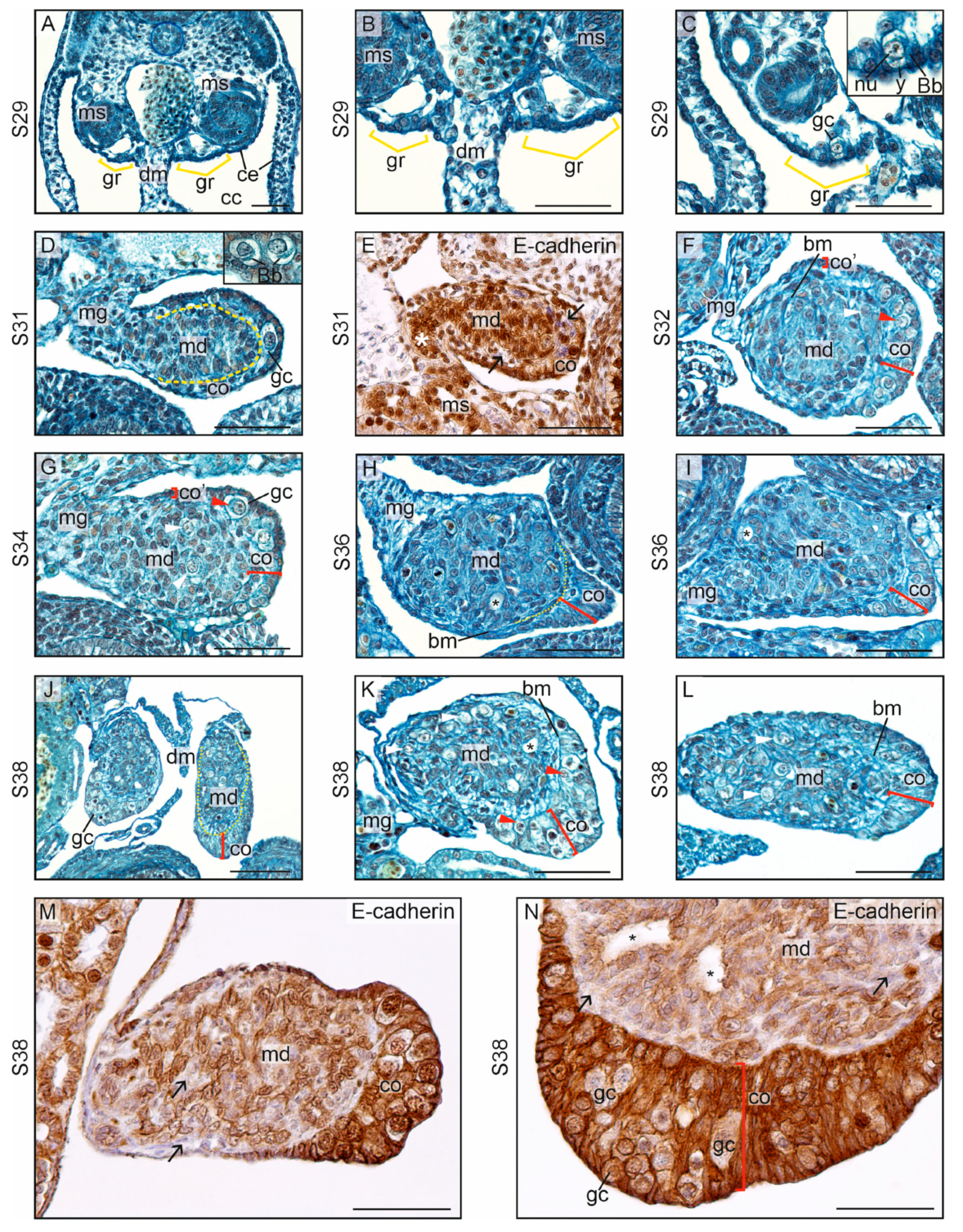 Biology 13 00007 g011