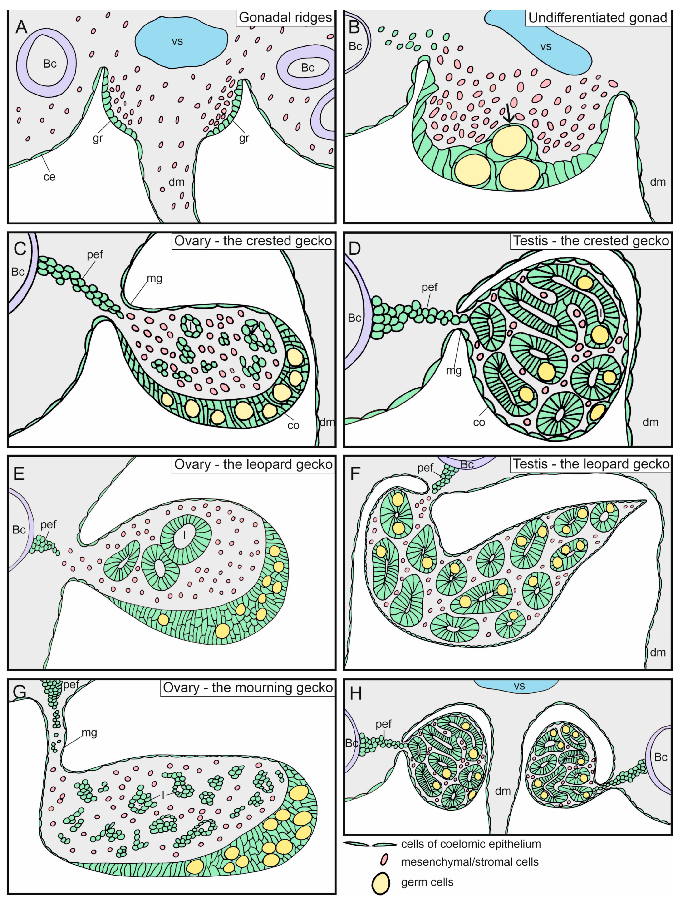 Biology 13 00007 g012
