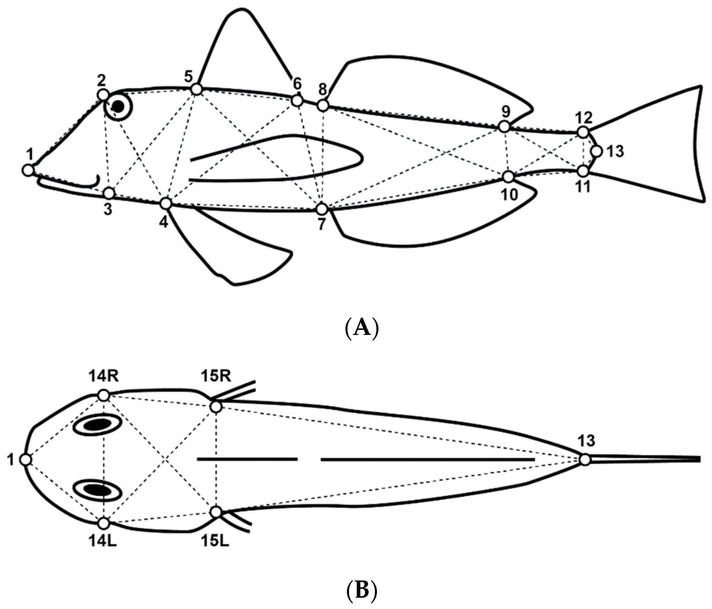 Biology 13 00017 g002