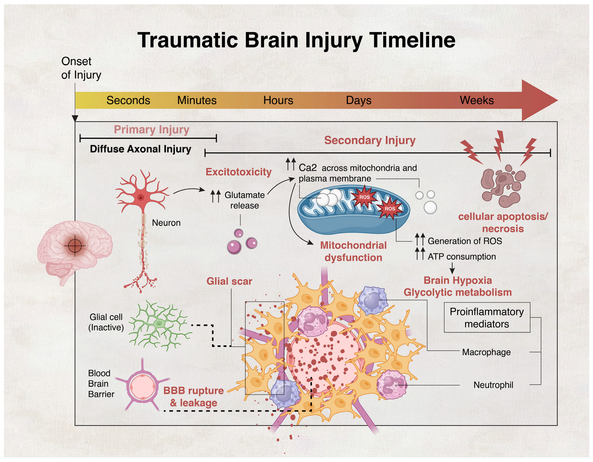 Biology 13 00021 g001