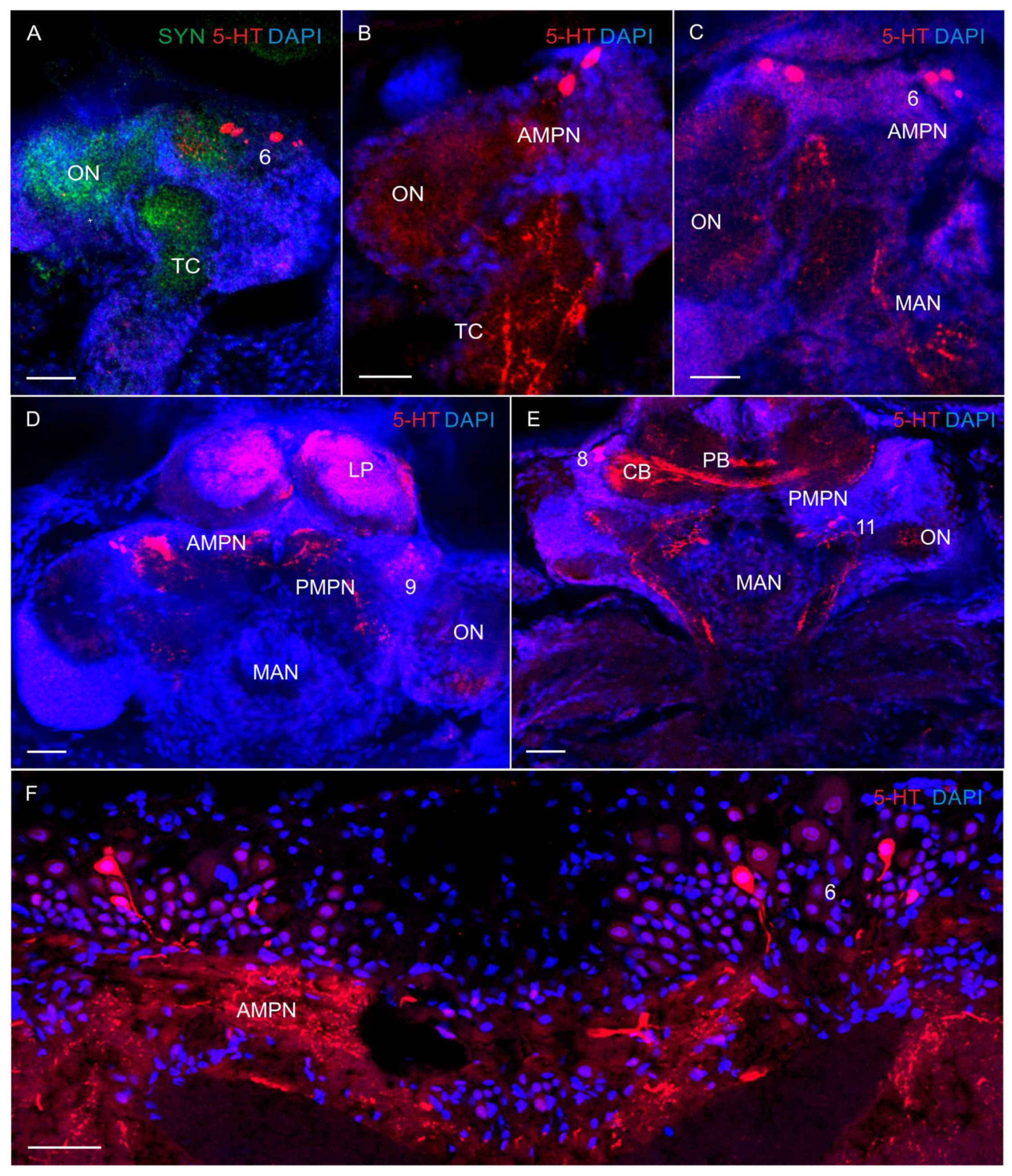 Biology 13 00035 g004