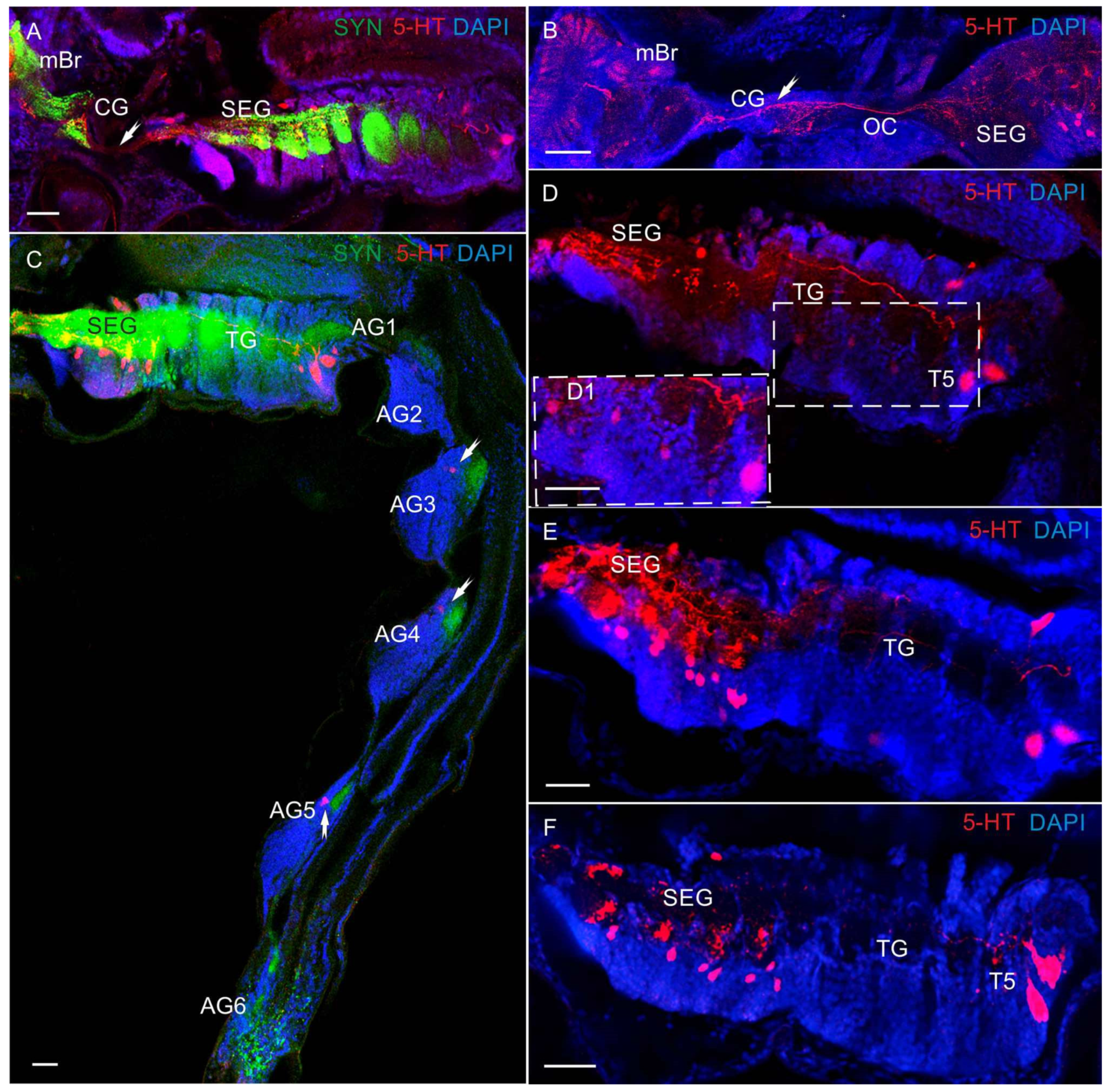 Biology 13 00035 g006