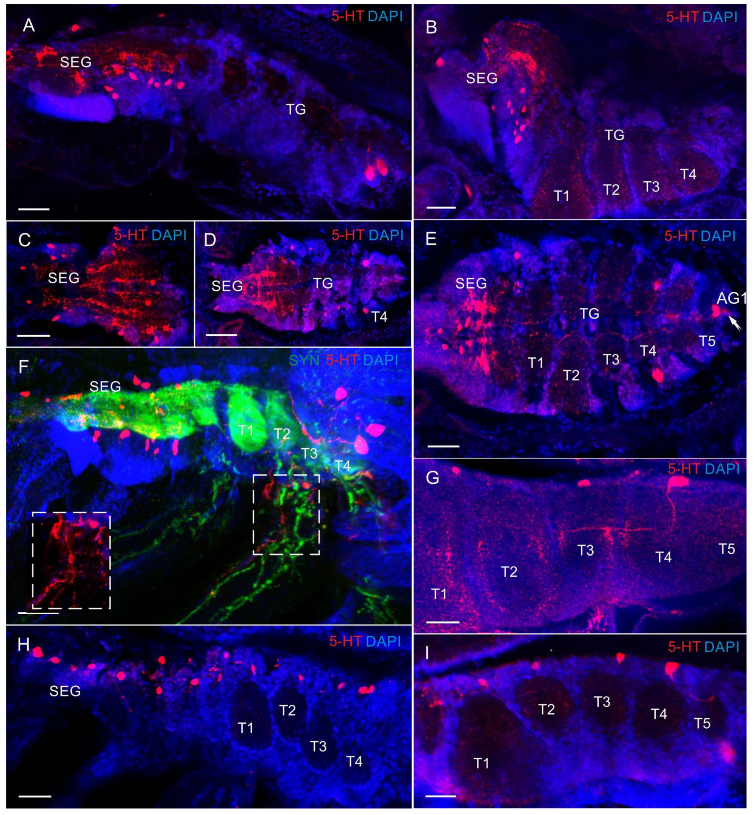 Biology 13 00035 g007