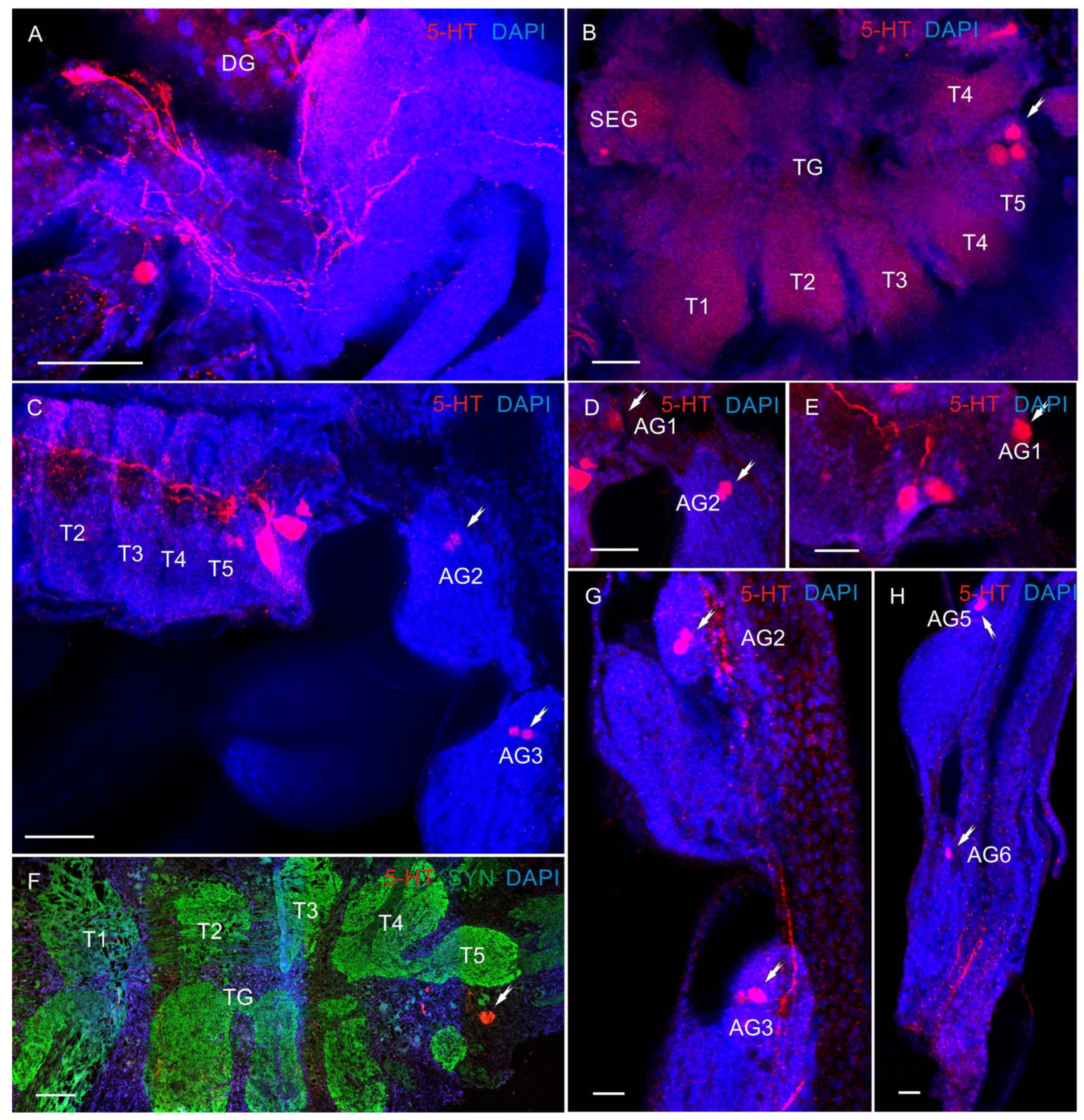 Biology 13 00035 g008