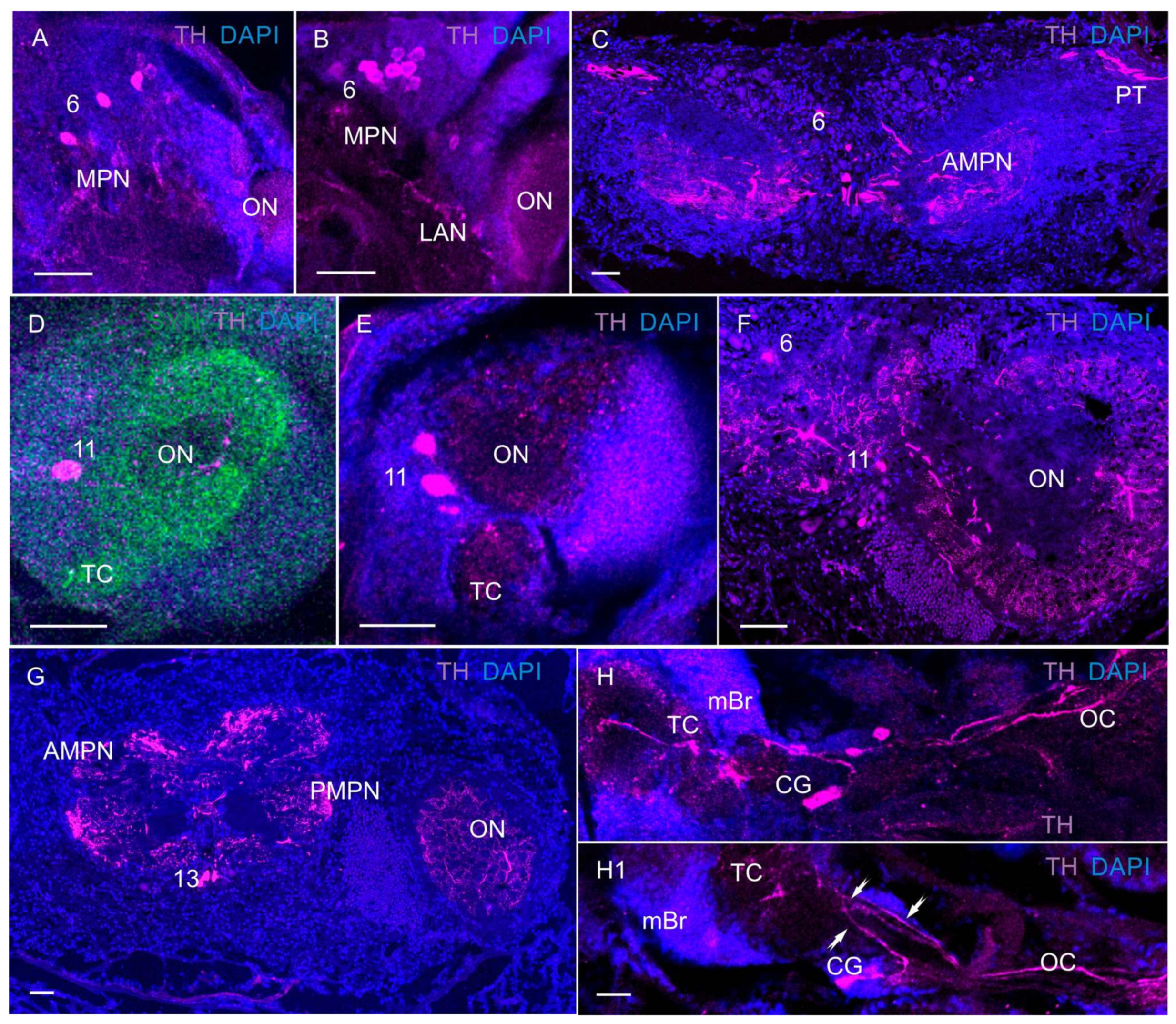 Biology 13 00035 g009