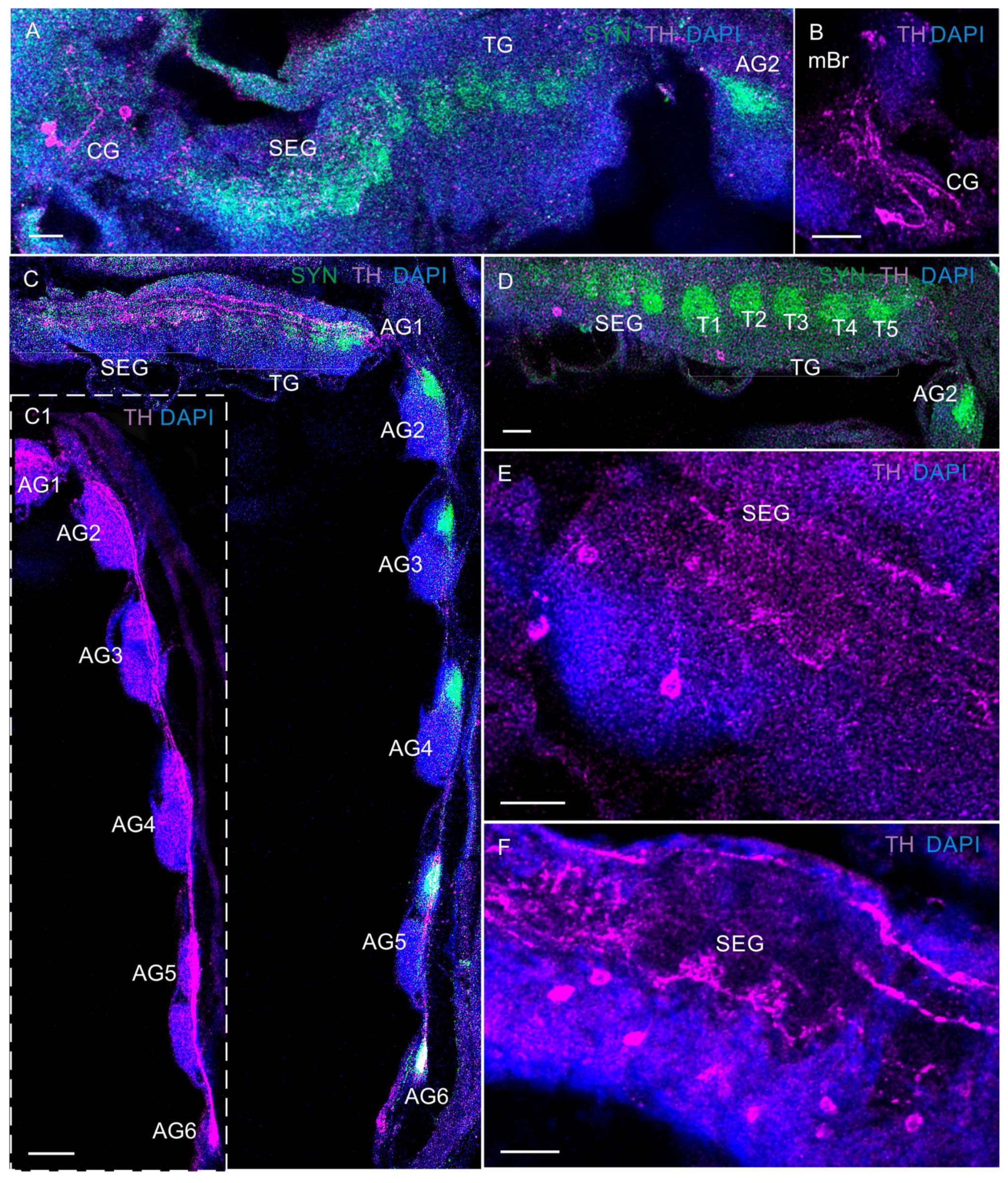 Biology 13 00035 g010