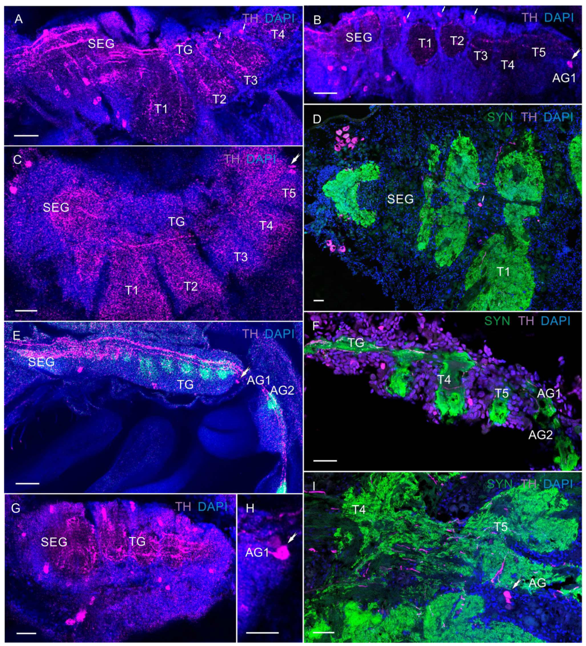 Biology 13 00035 g011