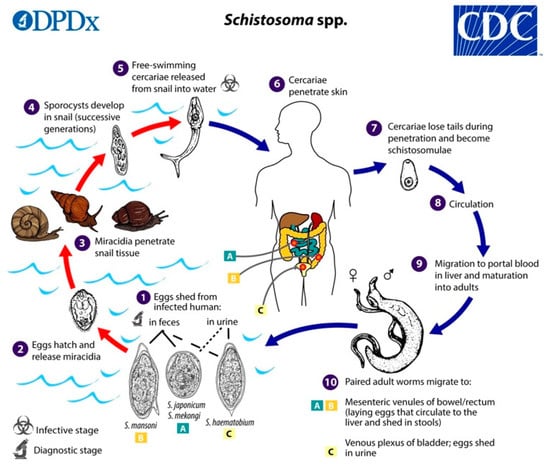 Biology 13 00048 g001