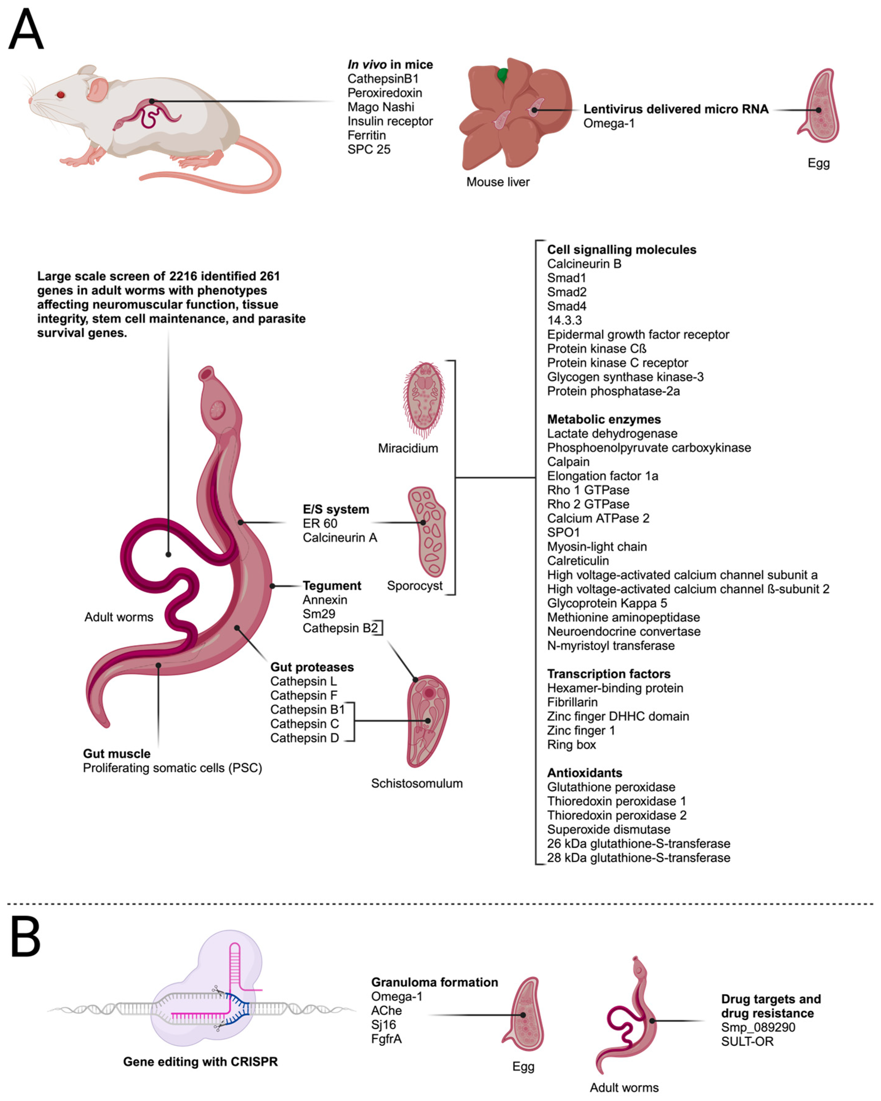 Biology 13 00048 g003