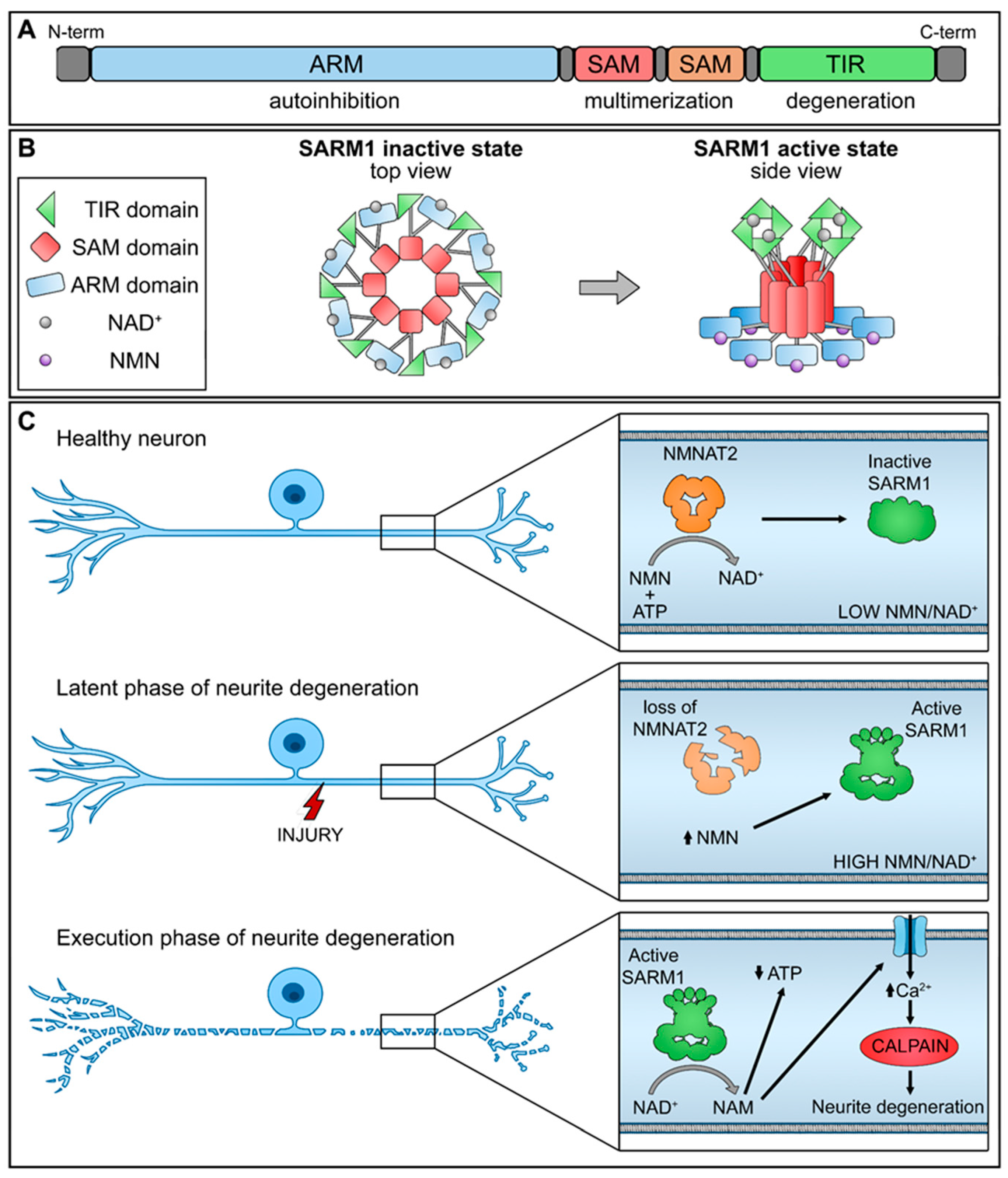 Biology 13 00061 g001