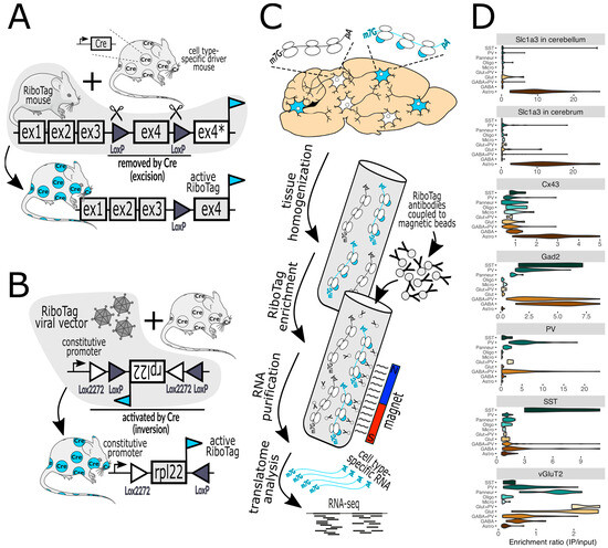 Biology 13 00067 g001