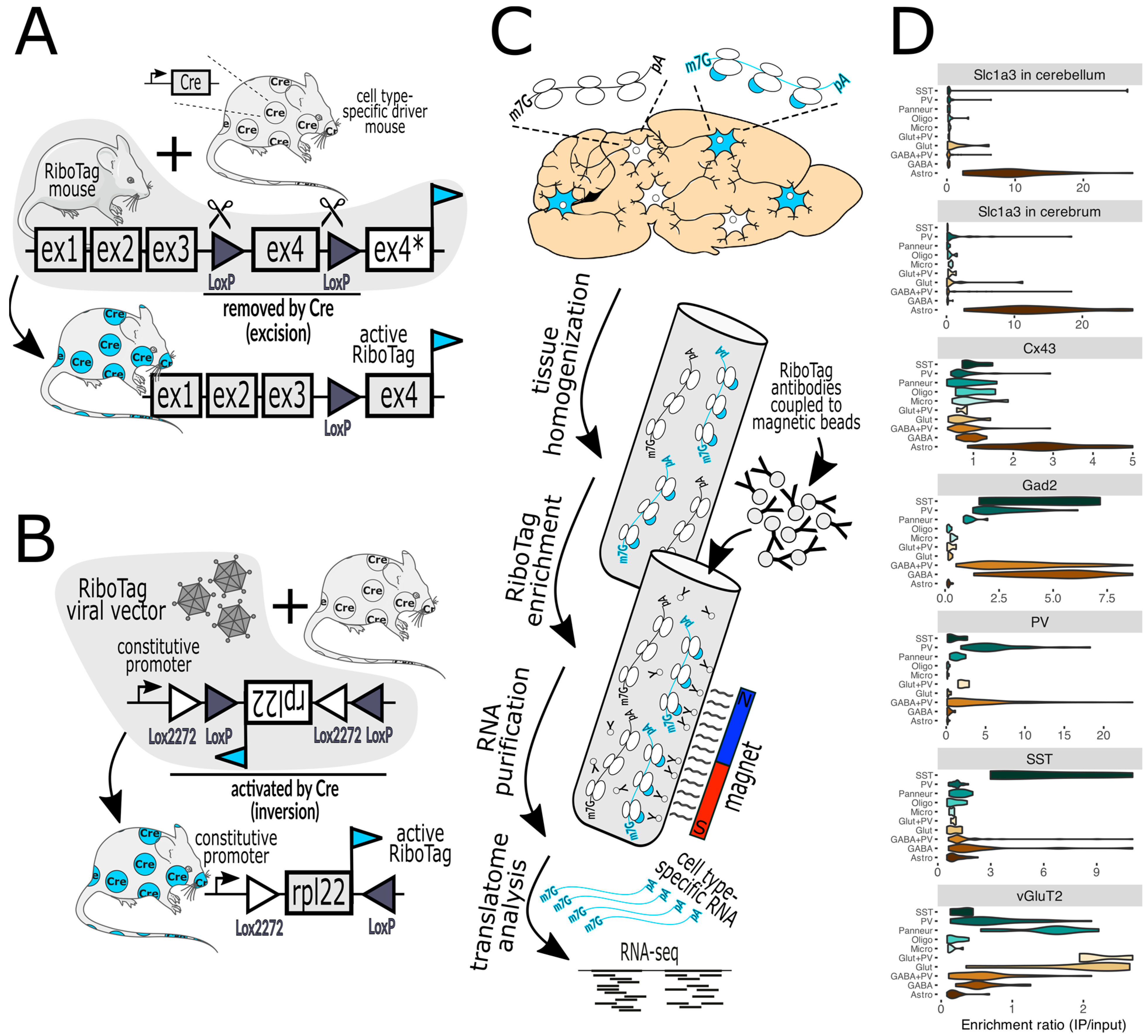 Biology 13 00067 g001