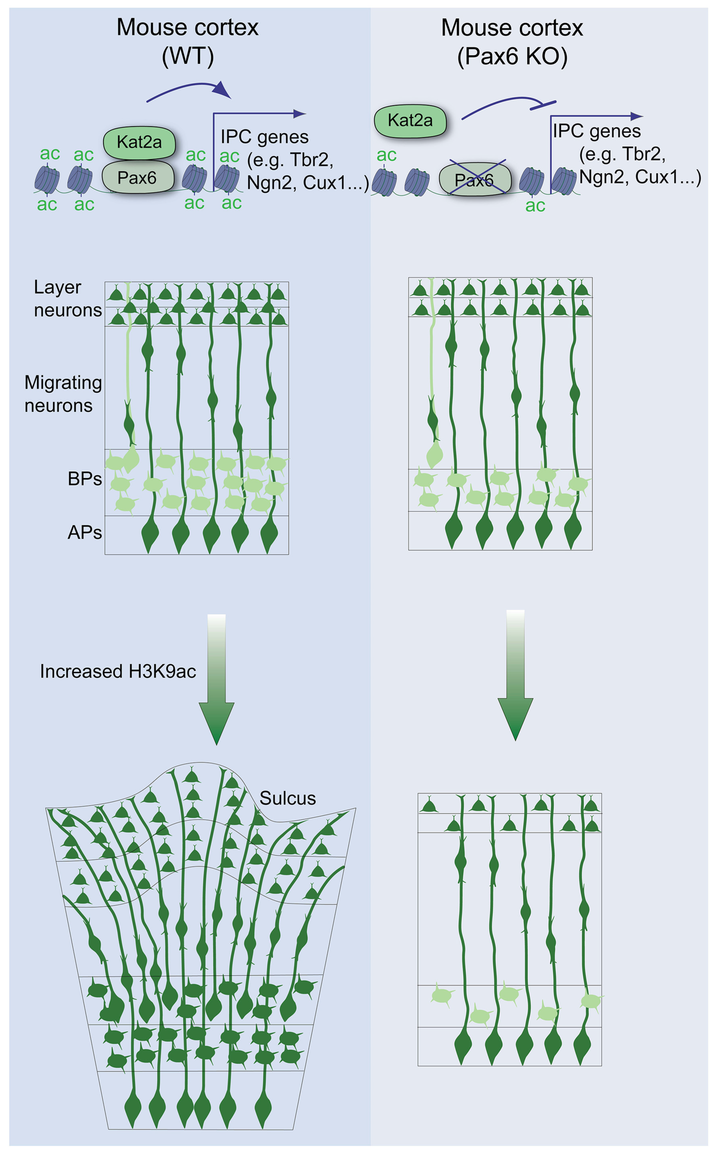 Biology 13 00068 g006