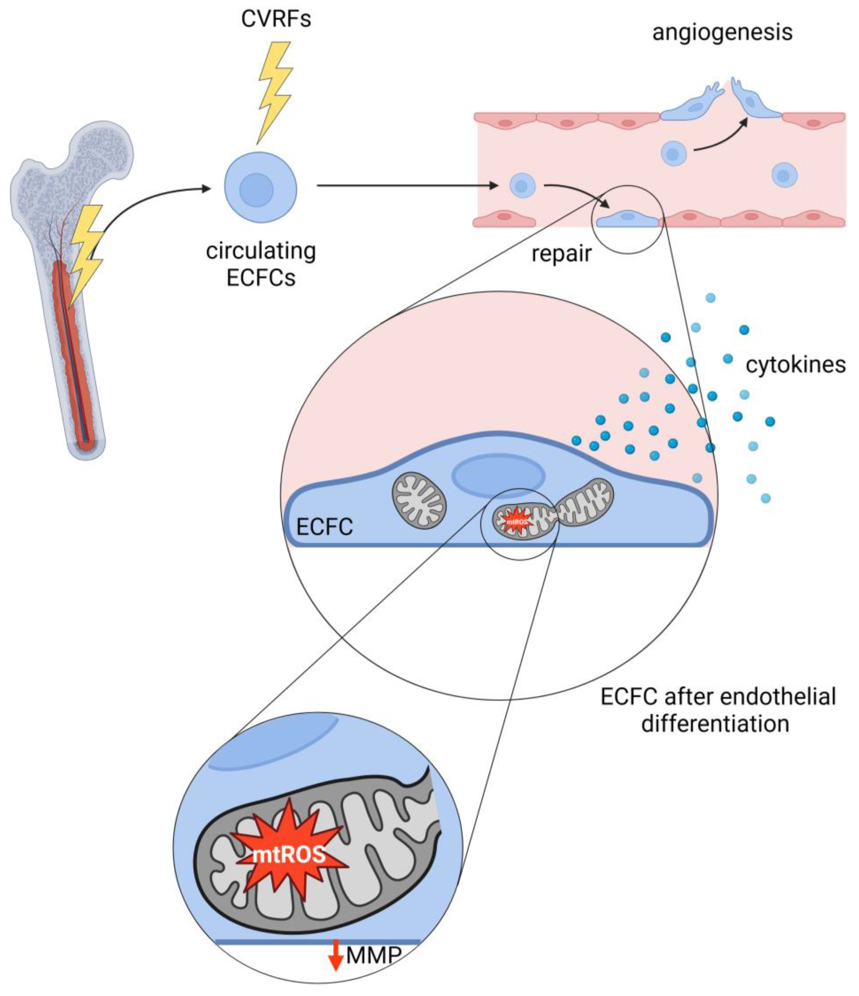 Biology 13 00070 g004 Biology 13 00070 g004