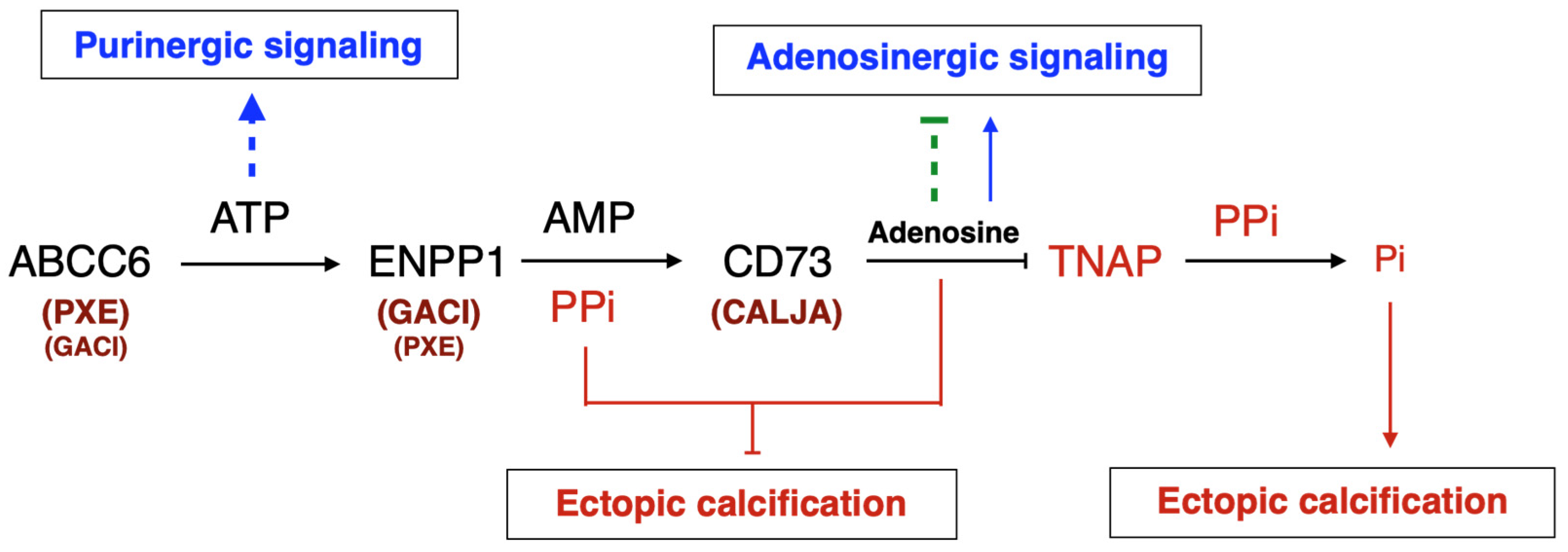 Biology 13 00074 g001