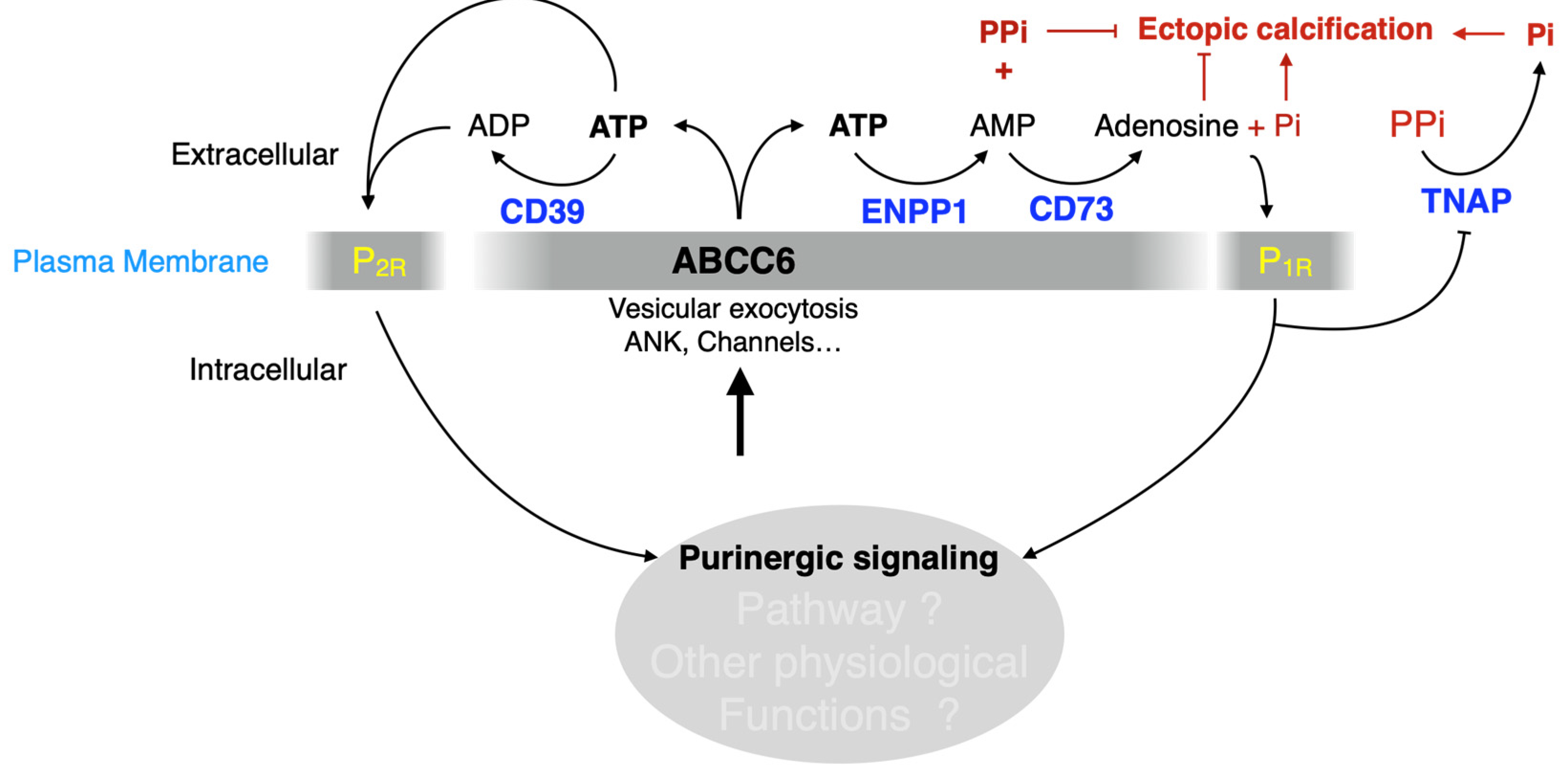 Biology 13 00074 g006