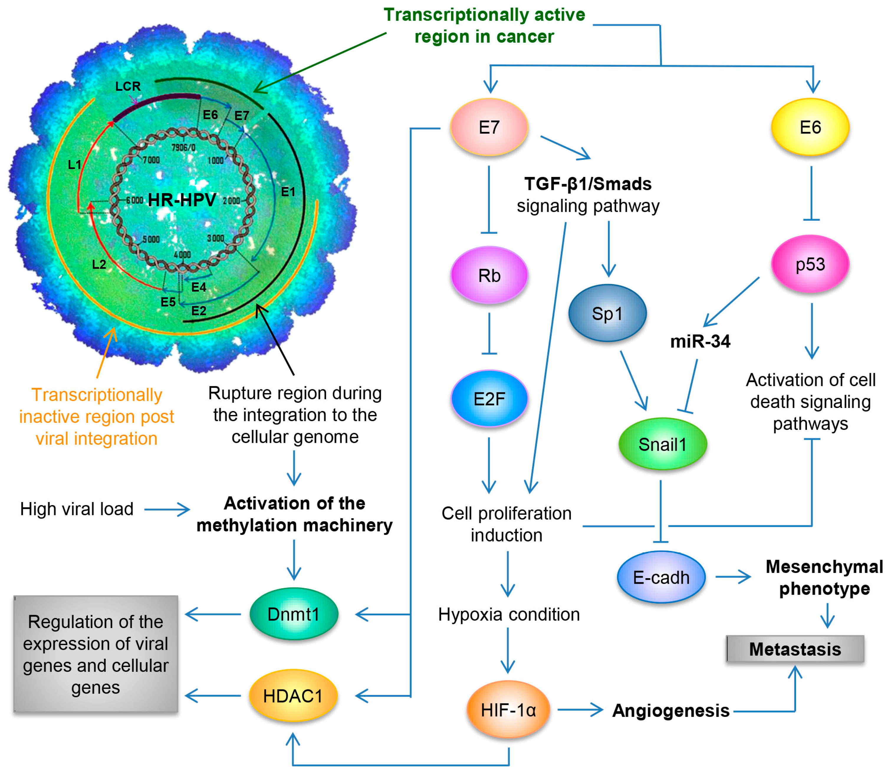 Biology 13 00077 g002 Biology 13 00077 g002