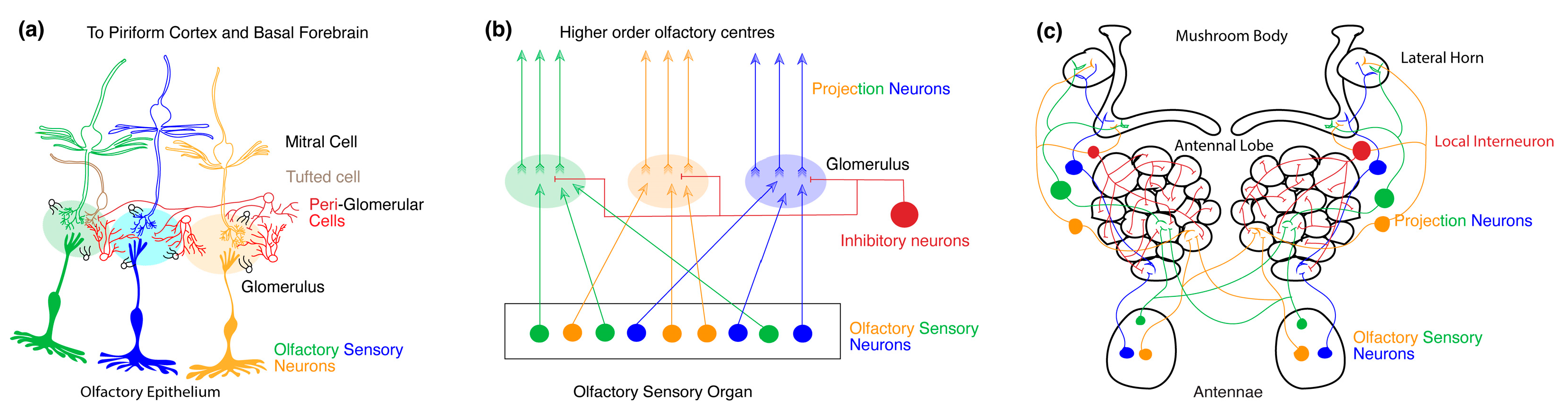 Biology 13 00094 g002