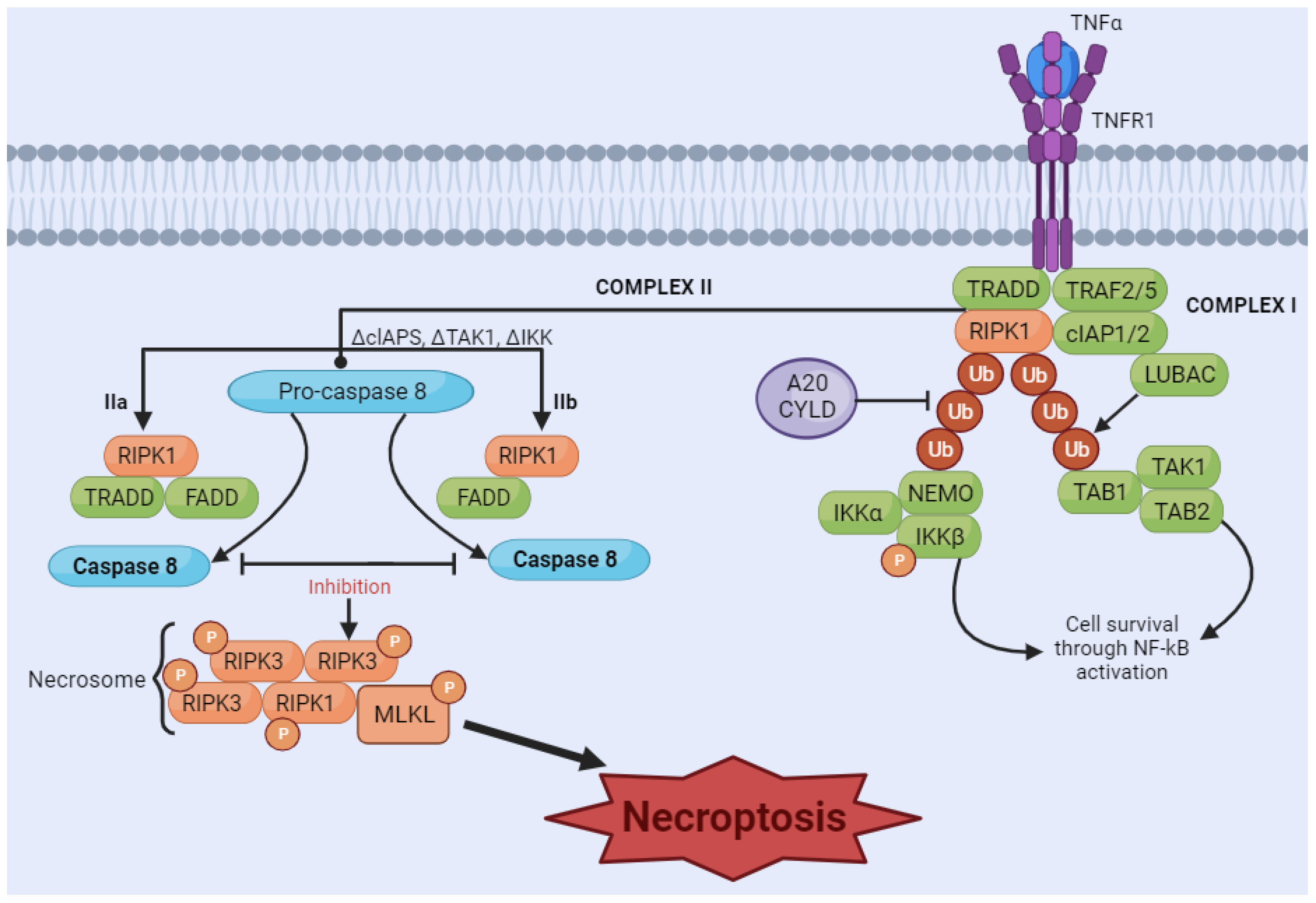 Biology 13 00103 g004 Biology 13 00103 g004
